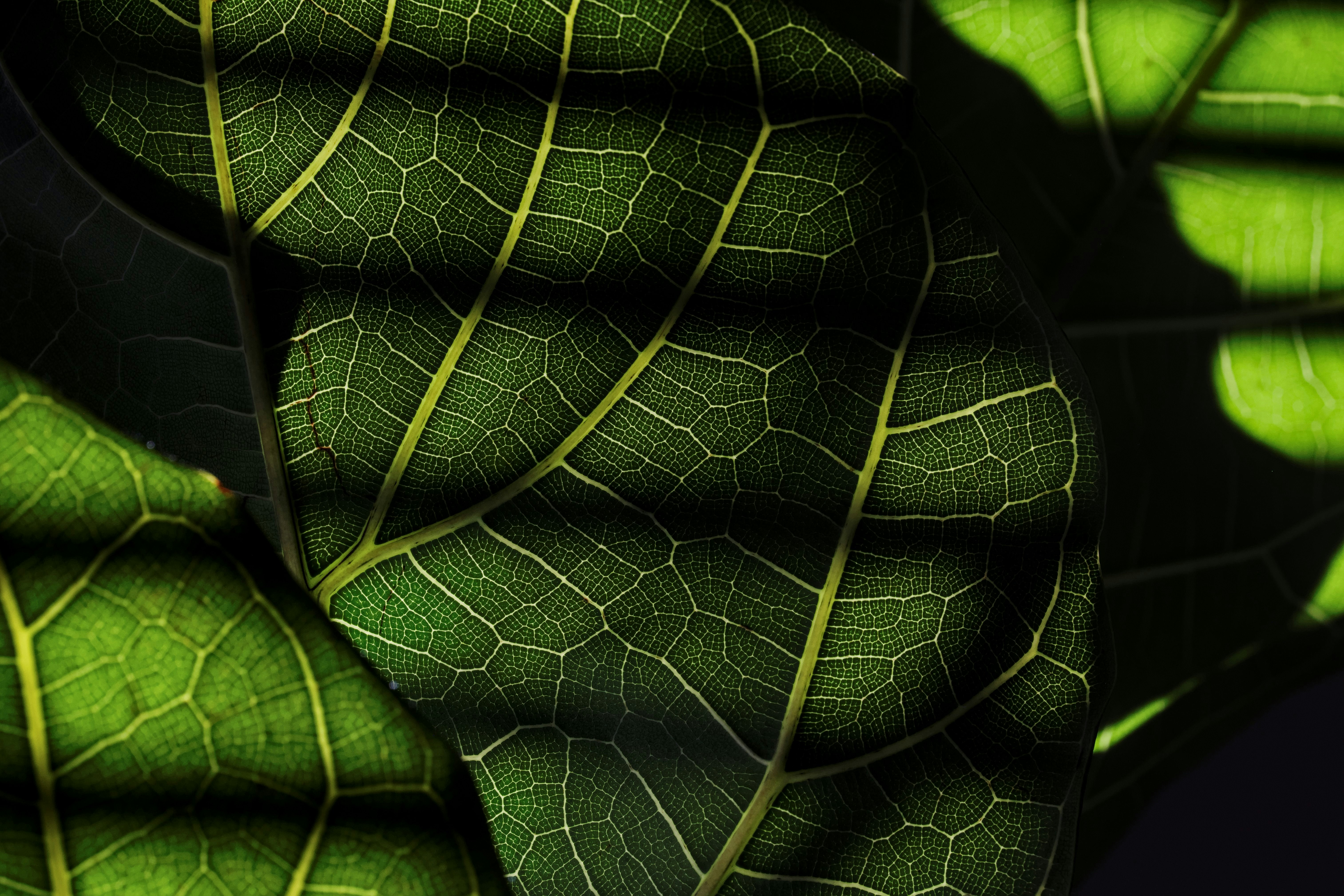 Photo by btcarpenter