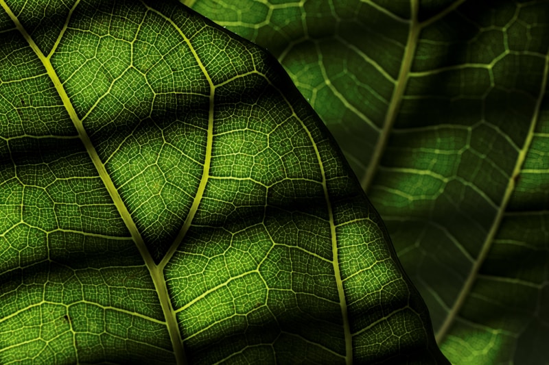 Ficus