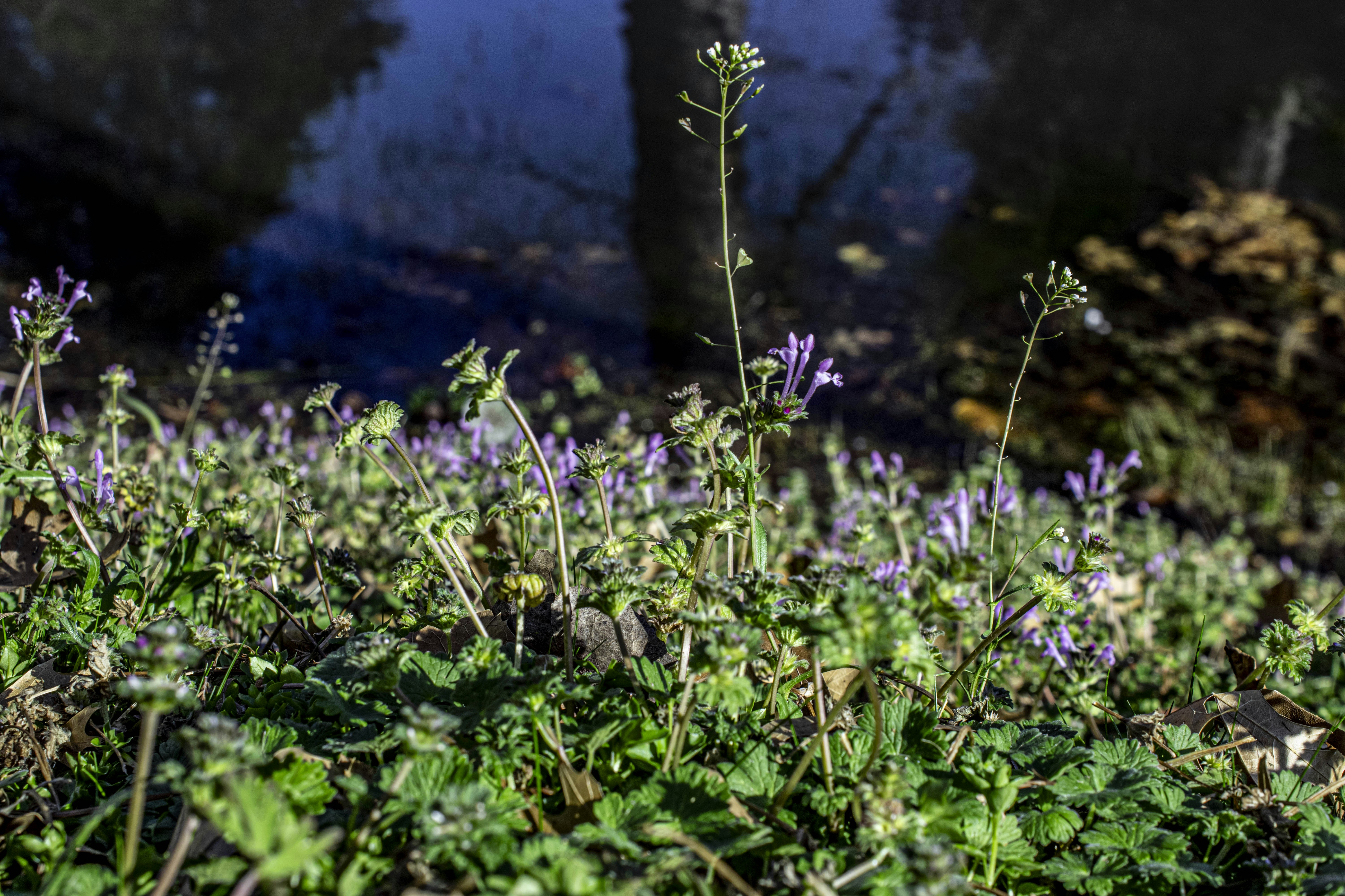 Photo by anxietyfox67