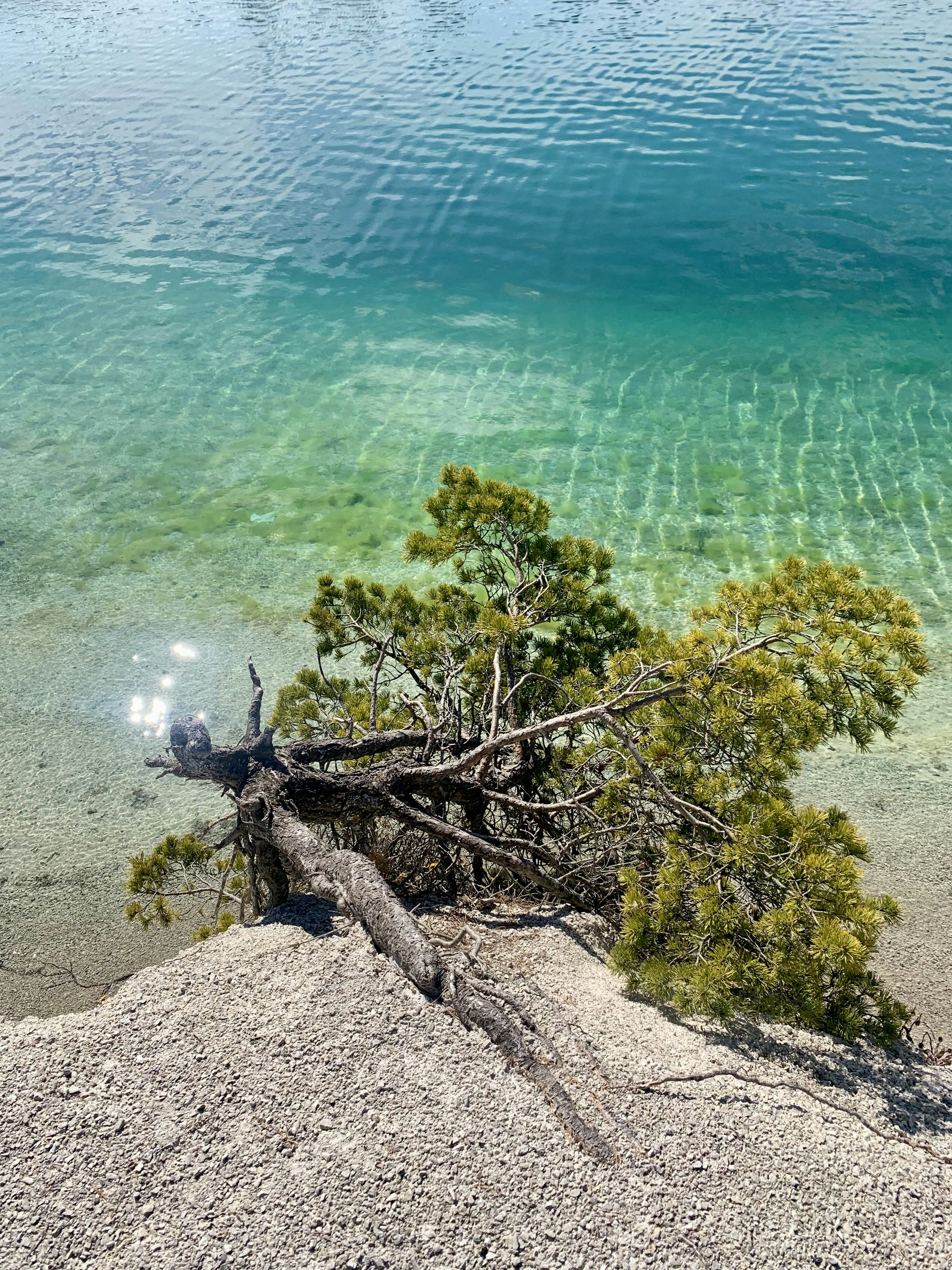A tree that is sitting in the water