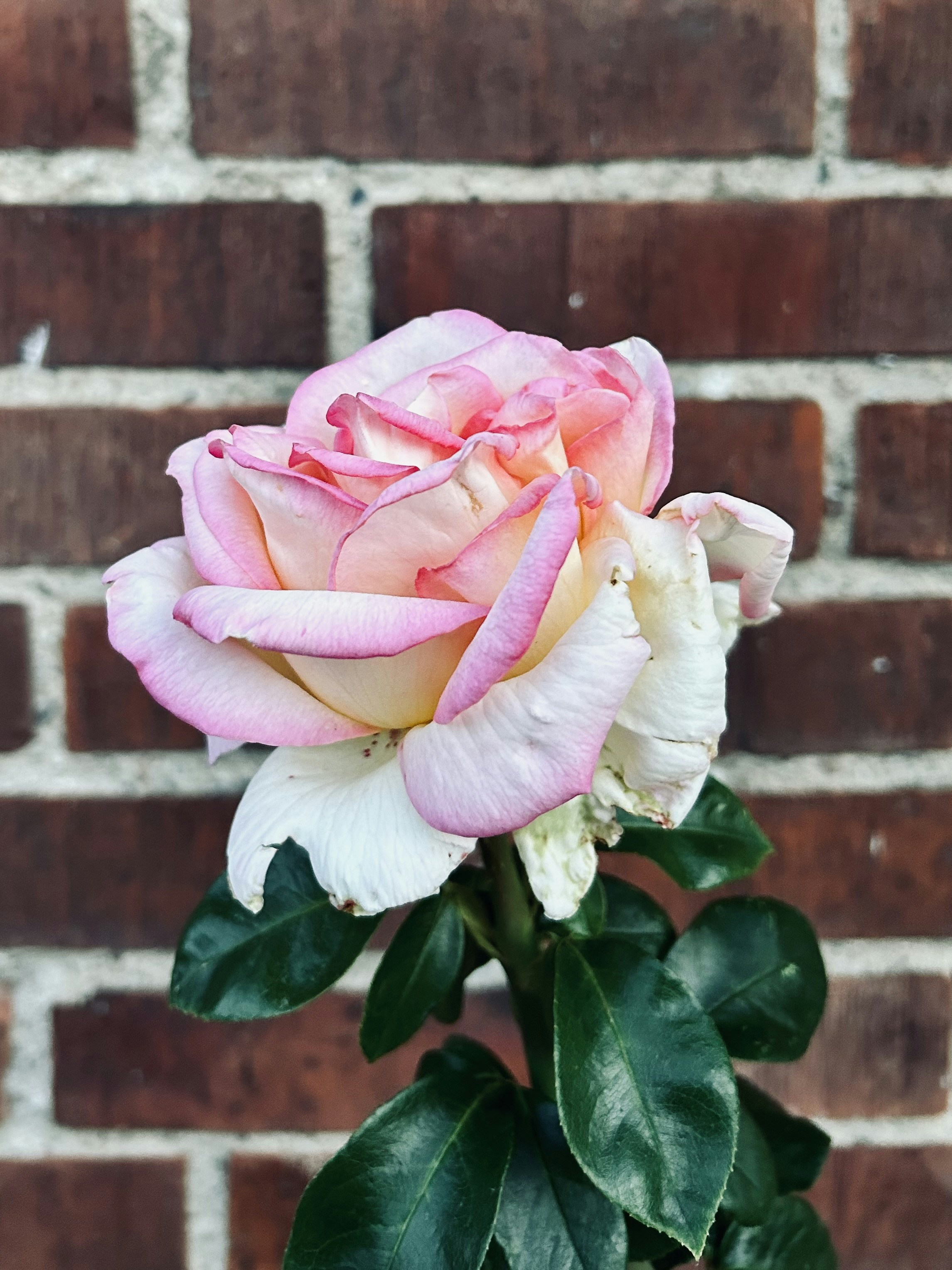 A pink and white rose is in a vase