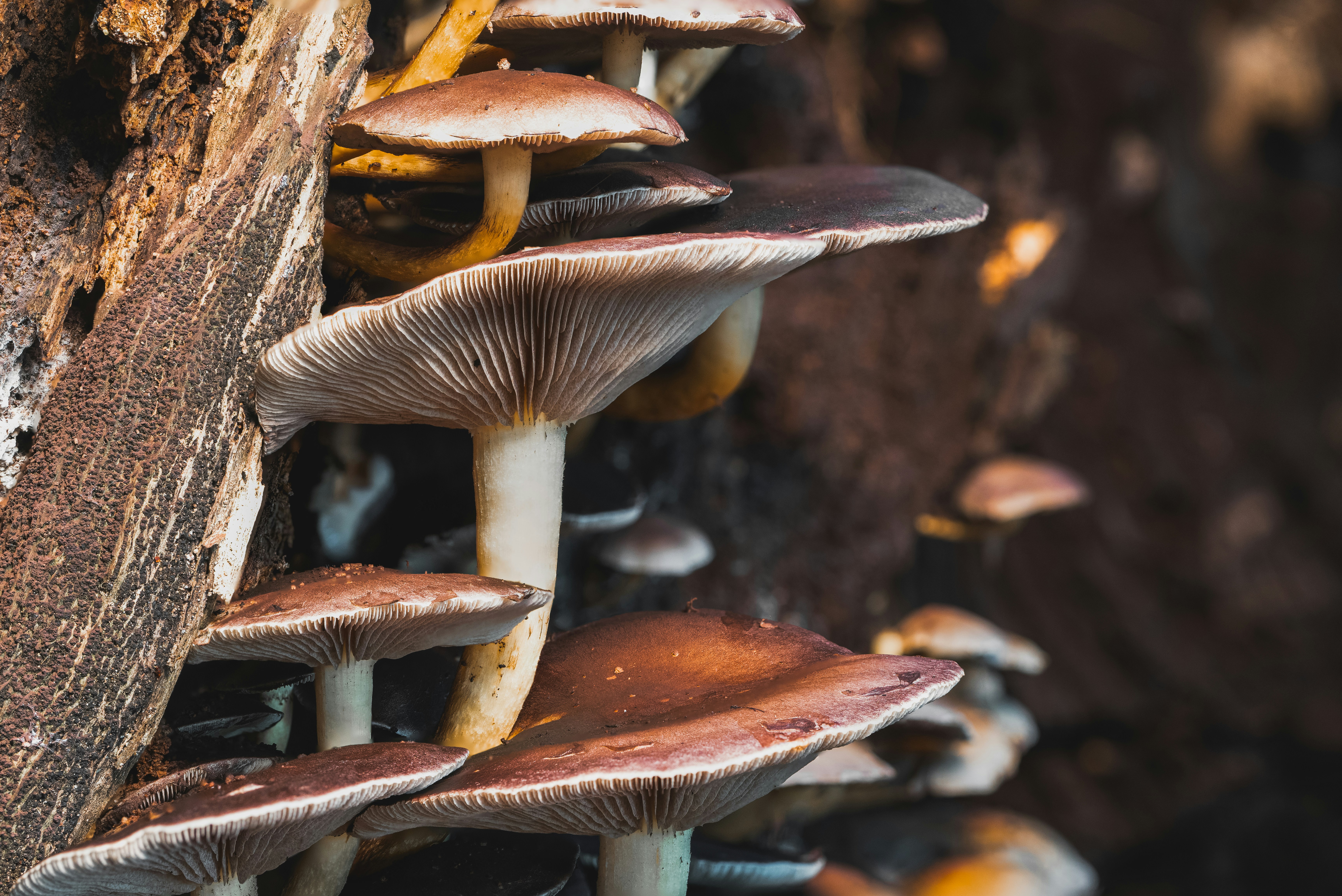 Photo by robertschwarz