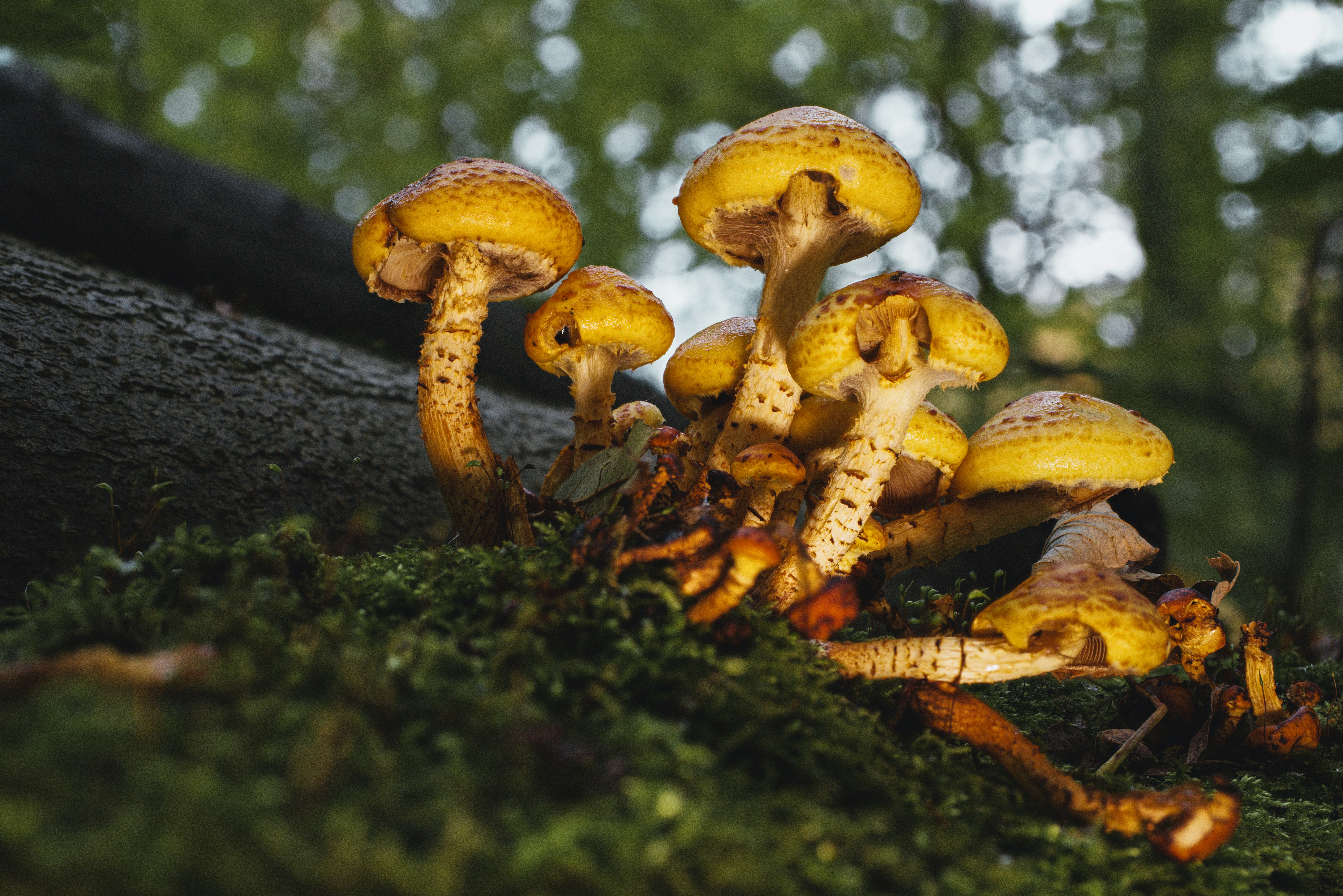 Photo by robertschwarz