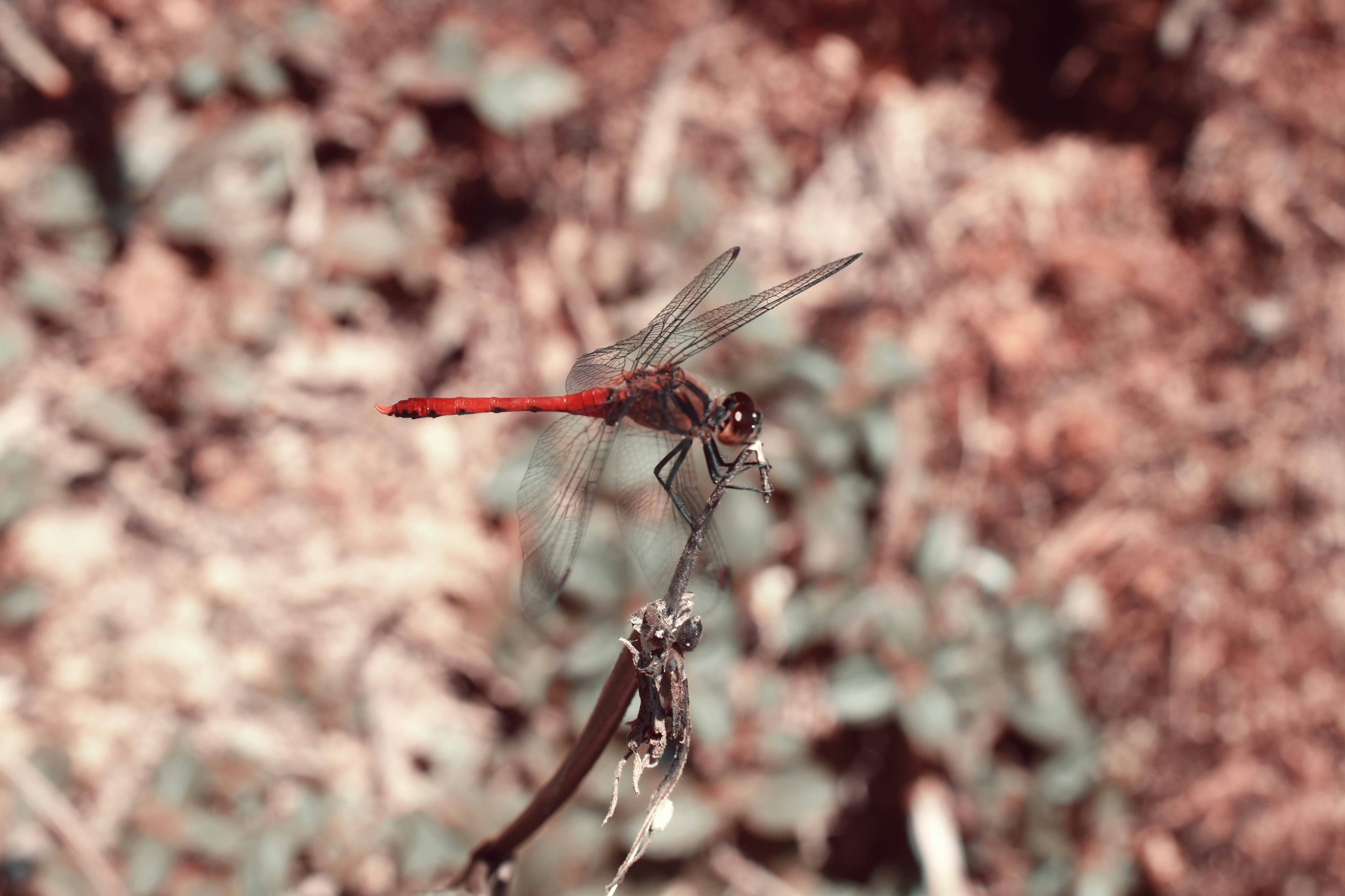 Um dragão vermelho e preto voa pelo ar