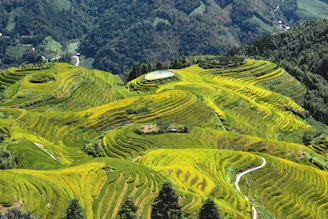 A lush green hillside covered in lots of trees