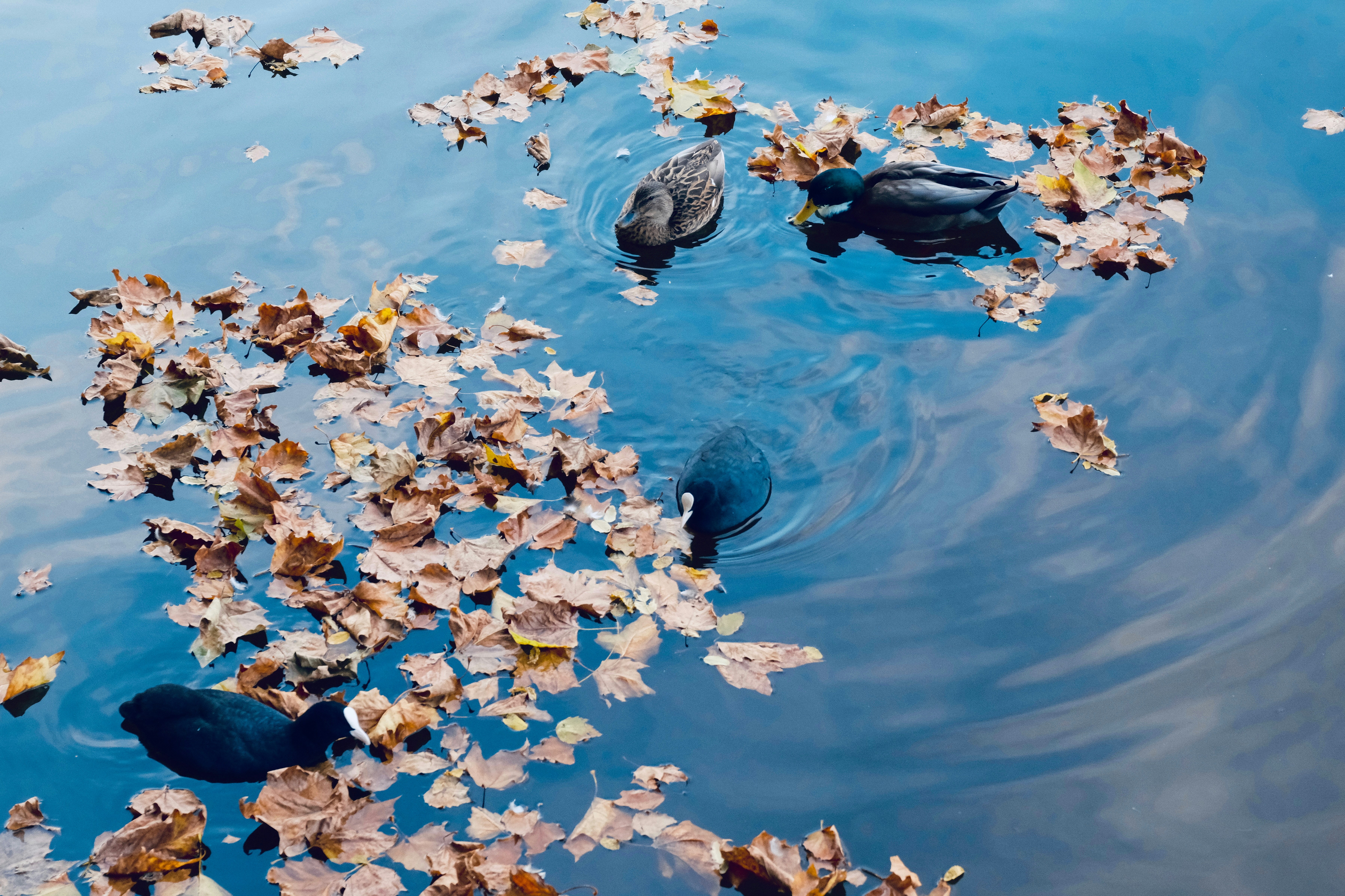 A group of ducks floating on top of a body of water