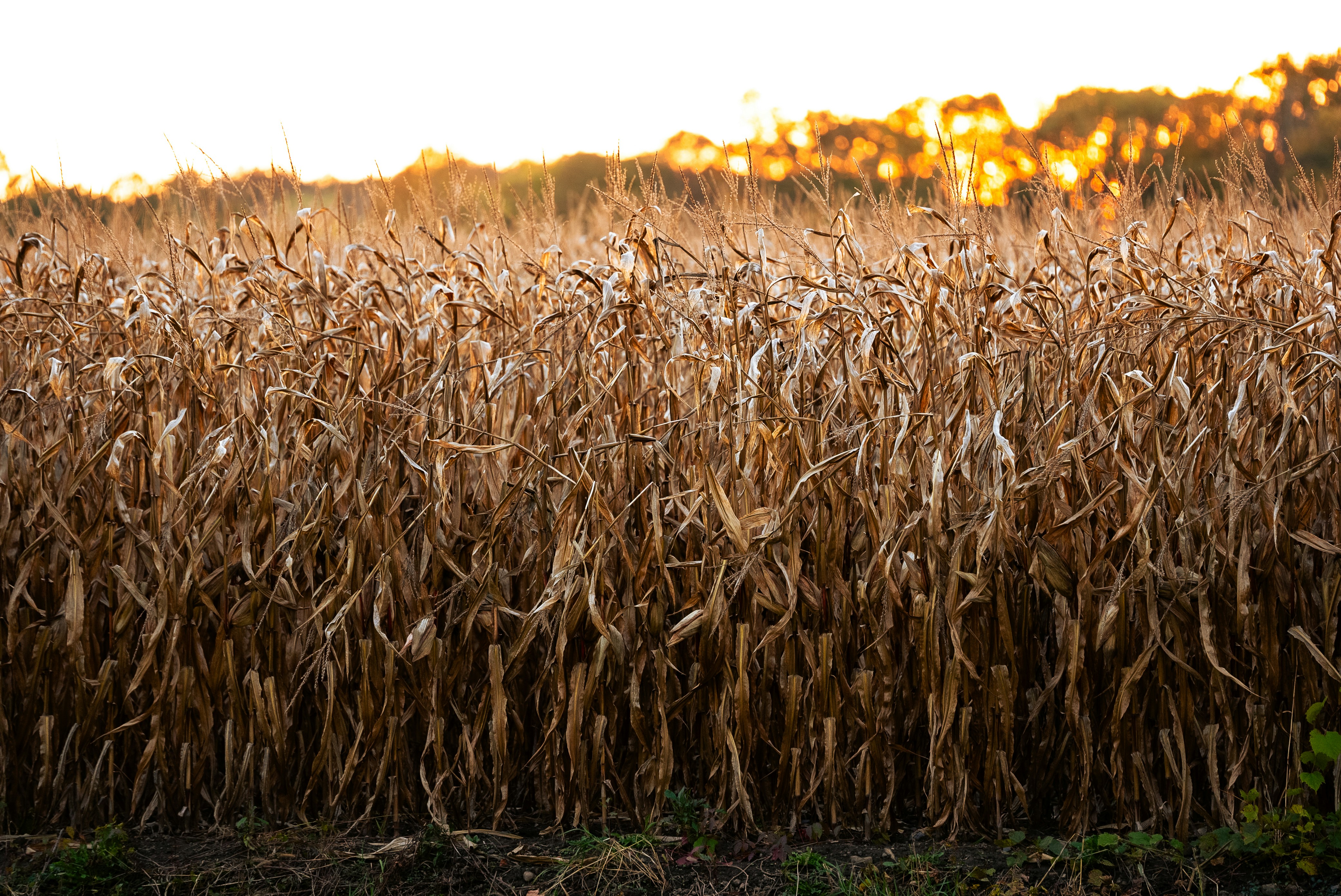 A field of corn is shown in the foreground