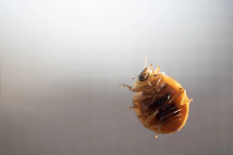 A close up of a bed bug on a window