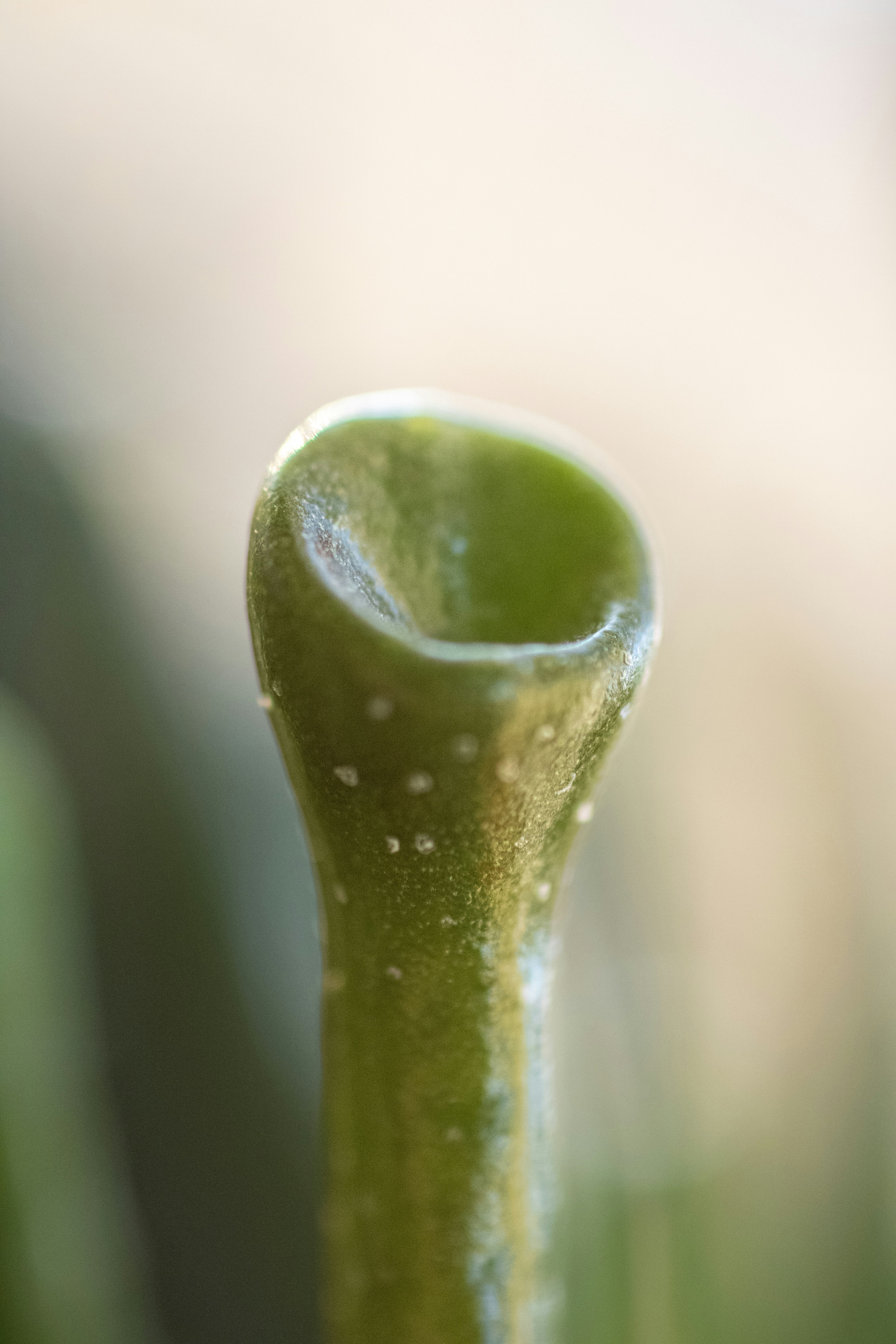 水滴が滴る緑の植物のクローズアップ