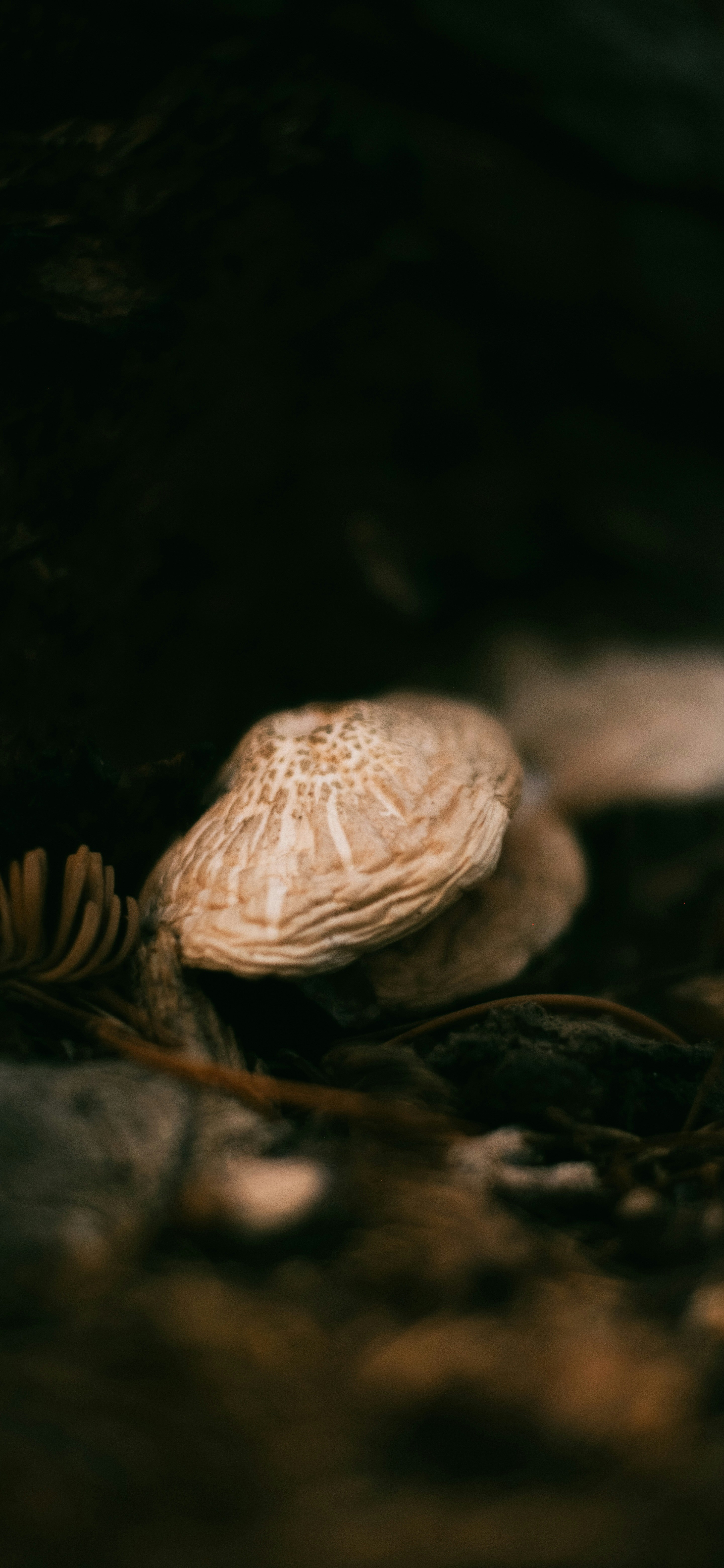 Photo by nathanguzman