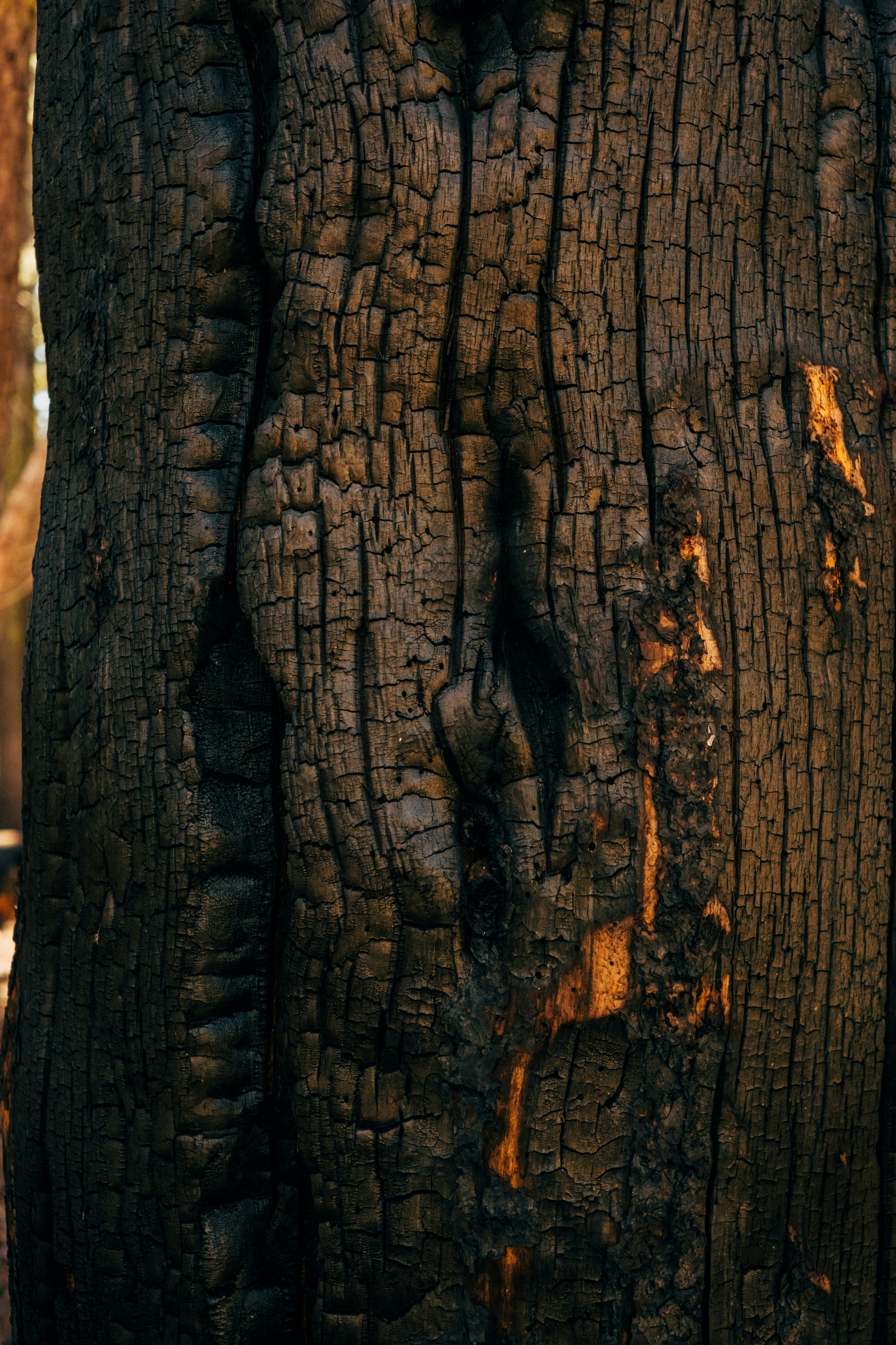 Photo by nathanguzman