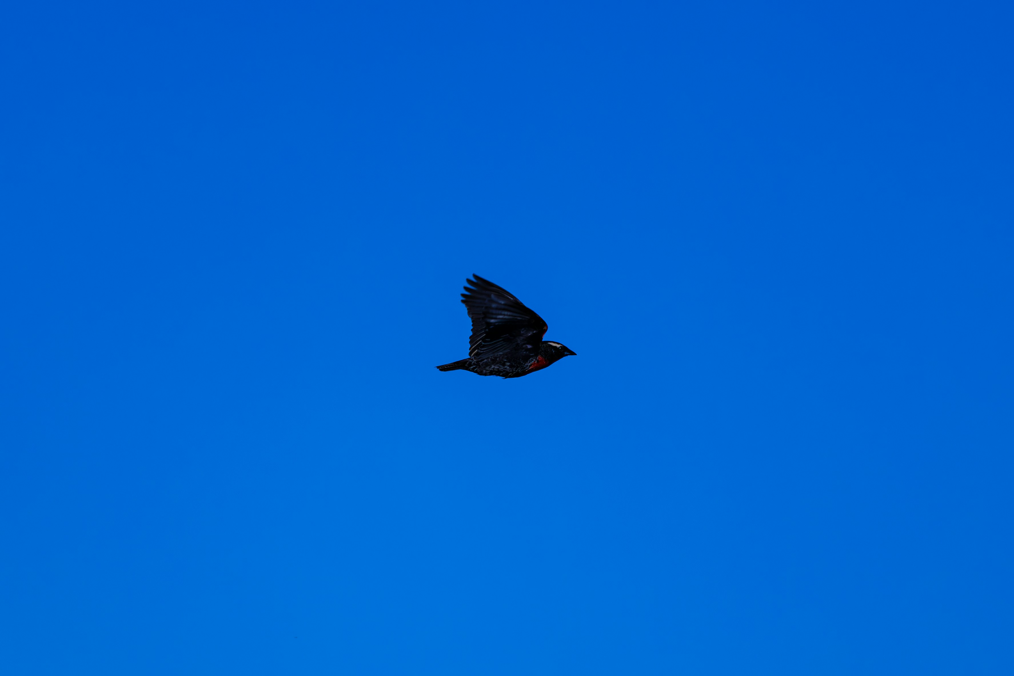 Bird flying with blue background