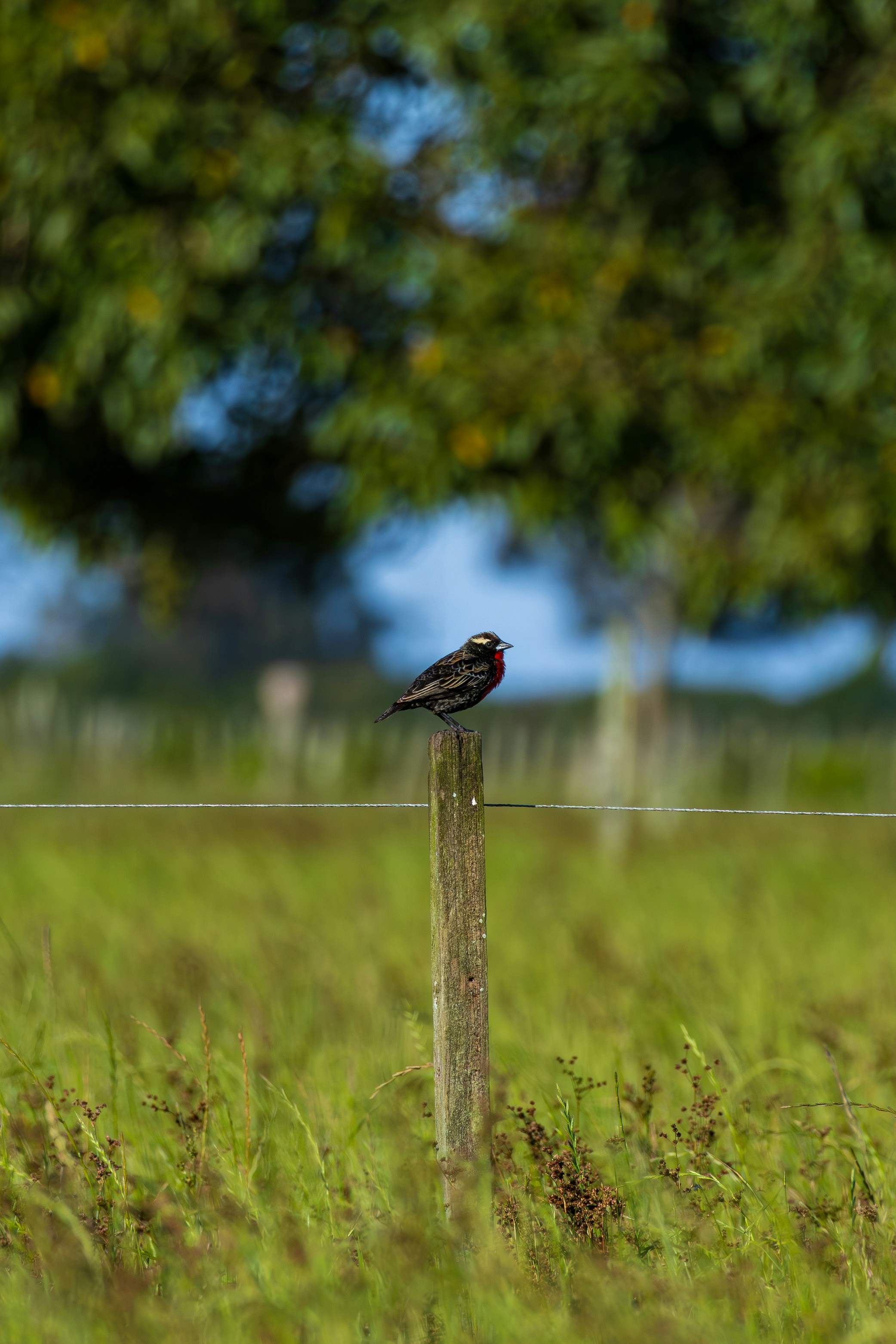 Photo by matheuskprot