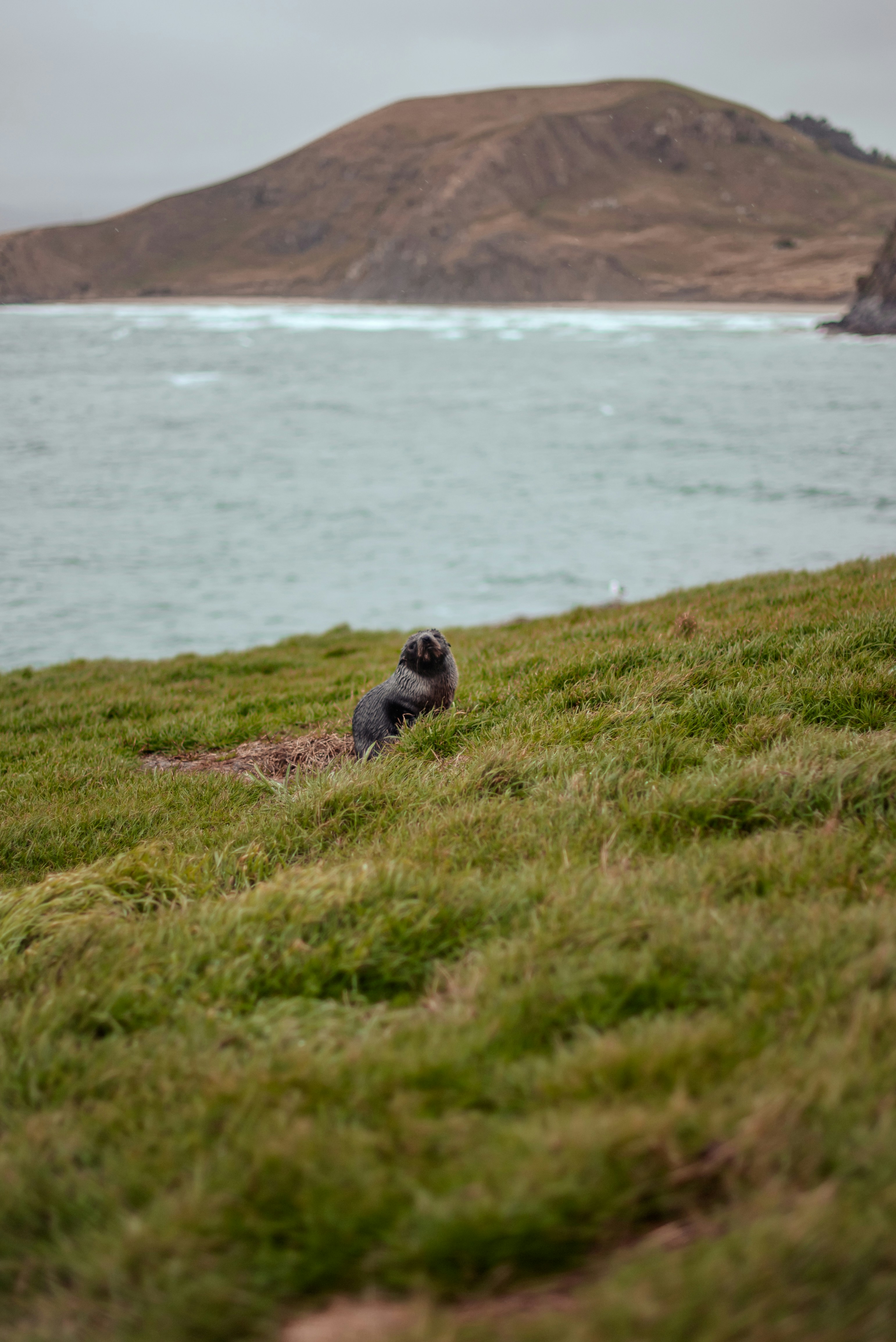New Zealand Fur Seals Blog Post