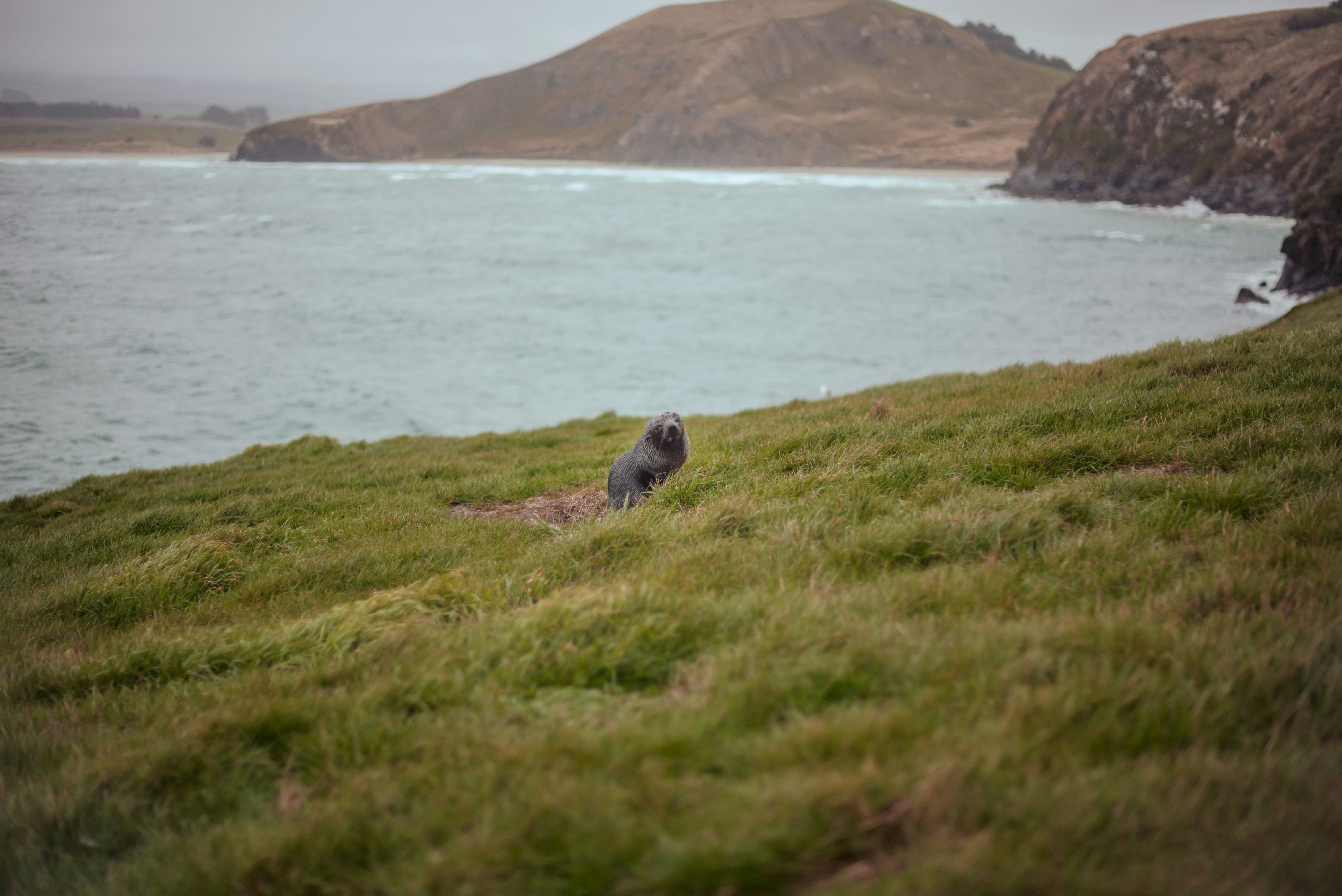 A dog that is sitting in the grass, 