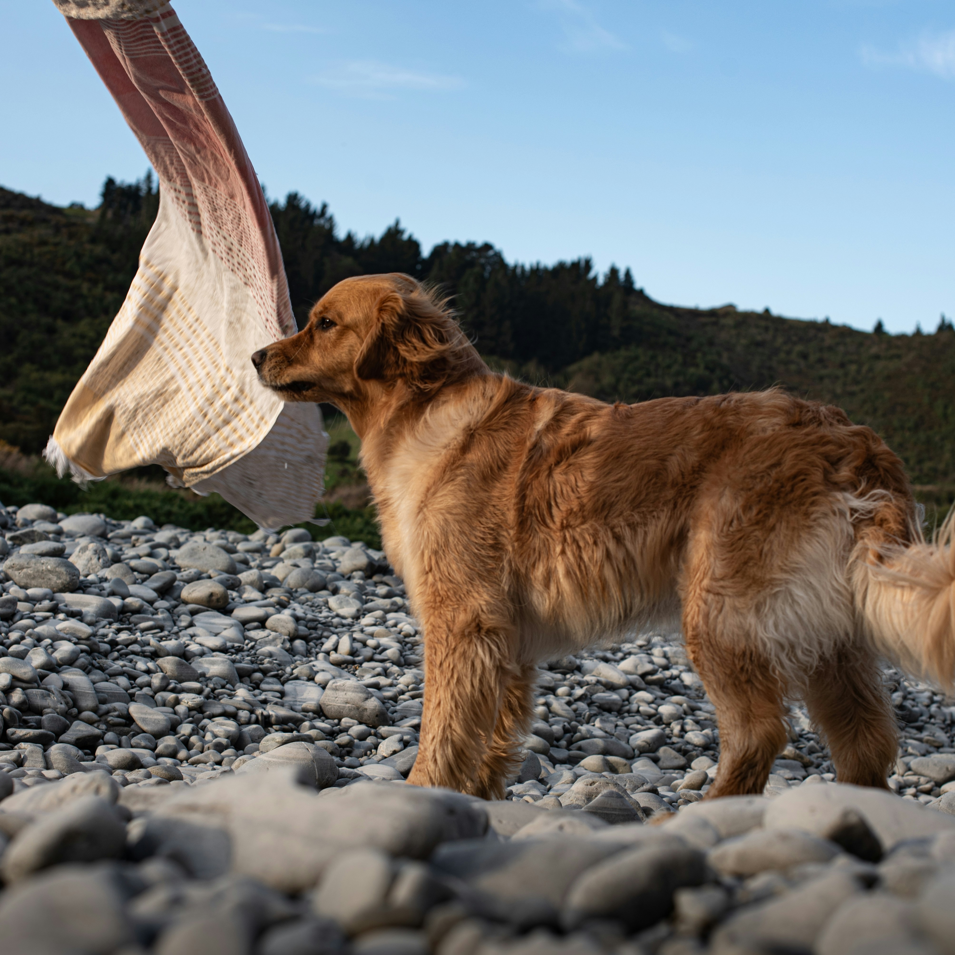 Variety of safe natural bones for dogs