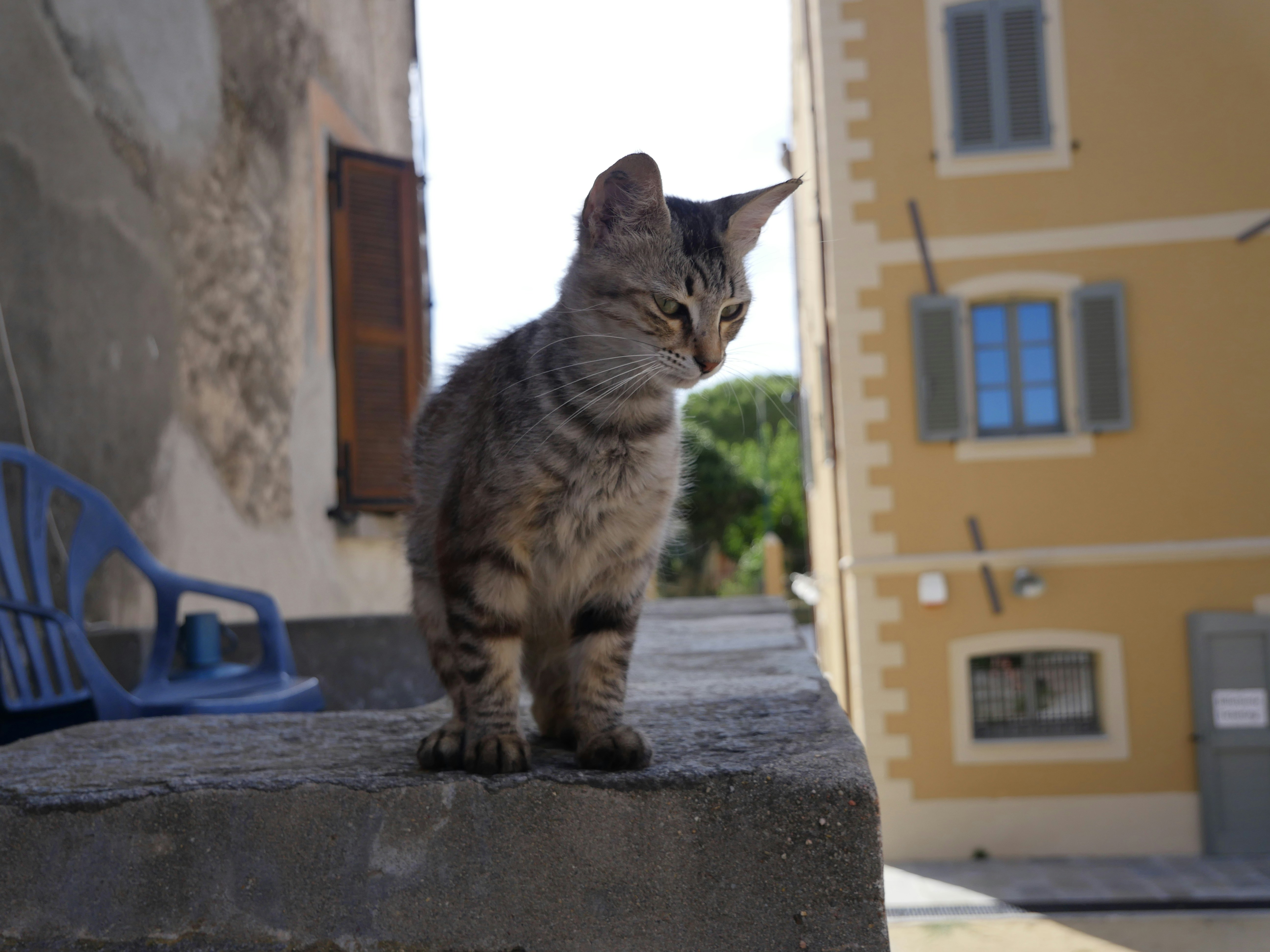 A cat sitting on a ledge in front of a building