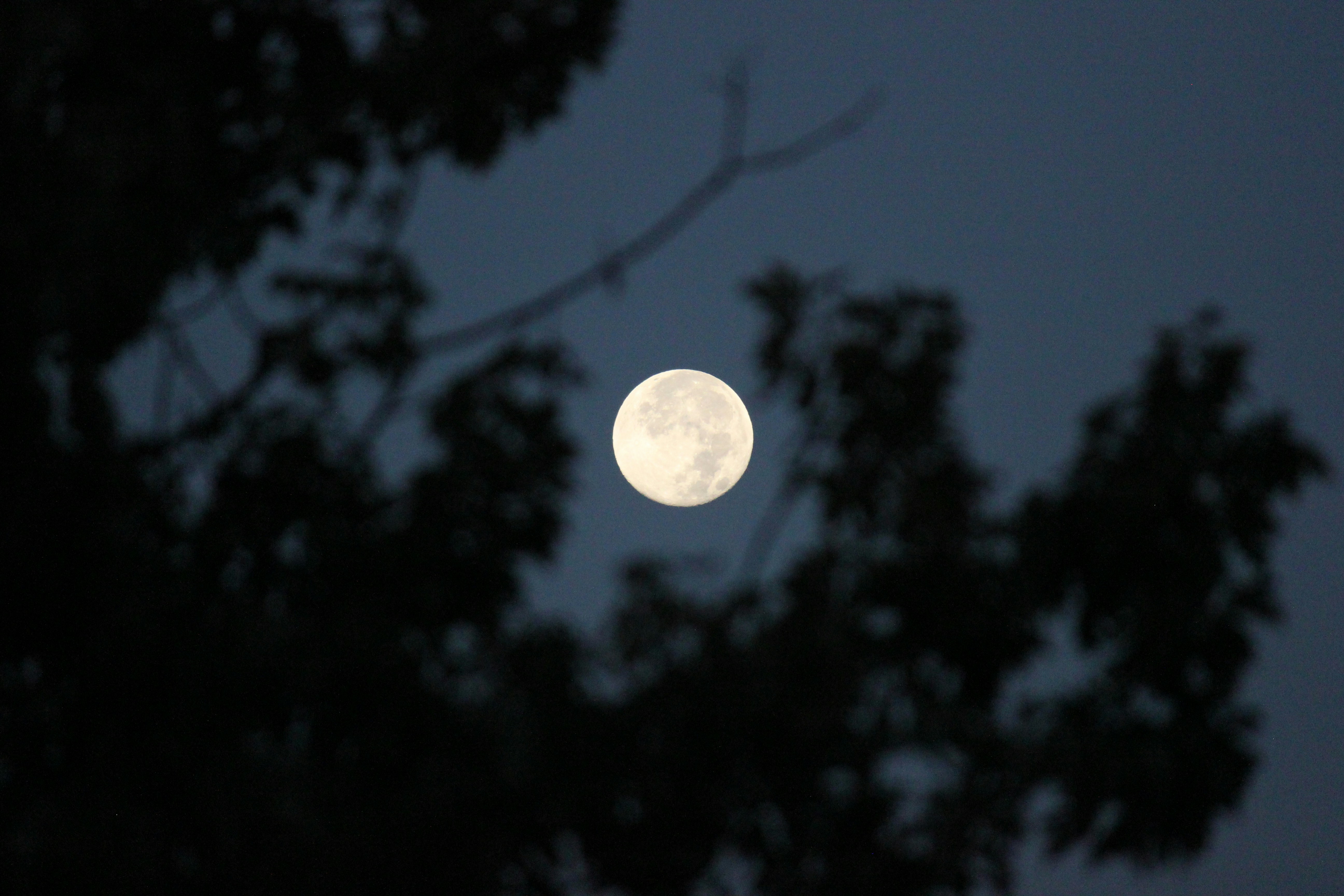 Photo by frolicsomefairy