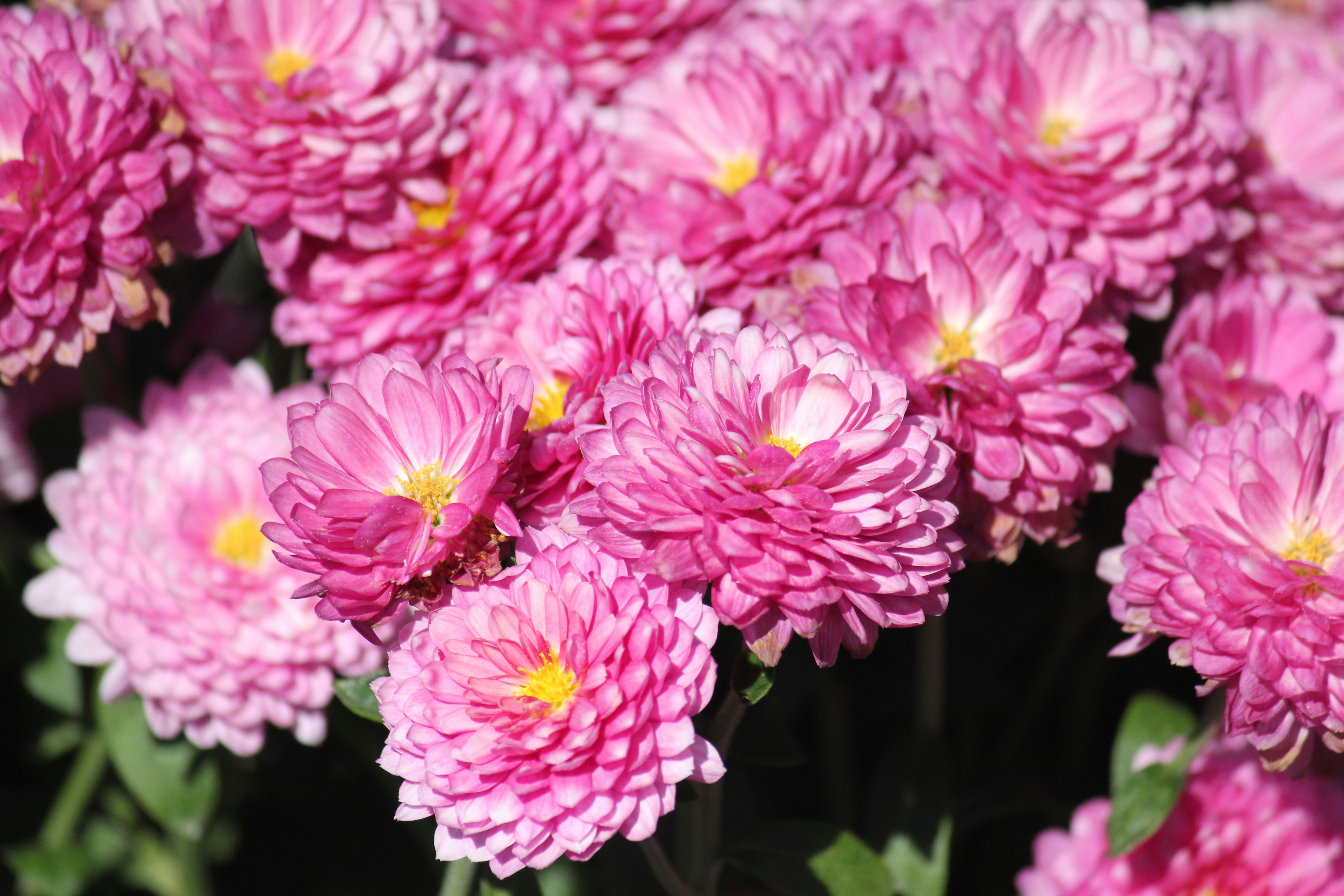 Photo by frolicsomefairy