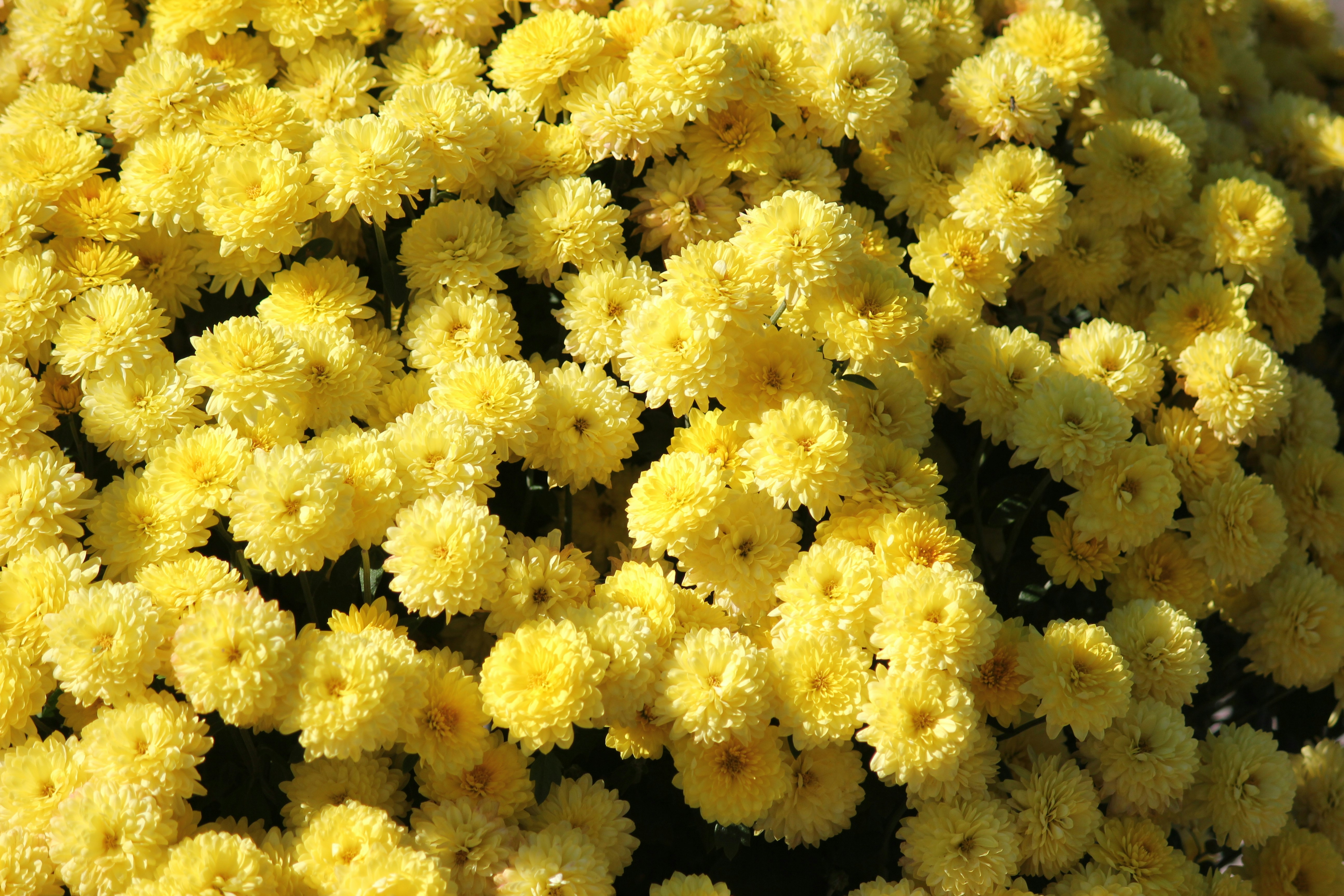 Photo by frolicsomefairy