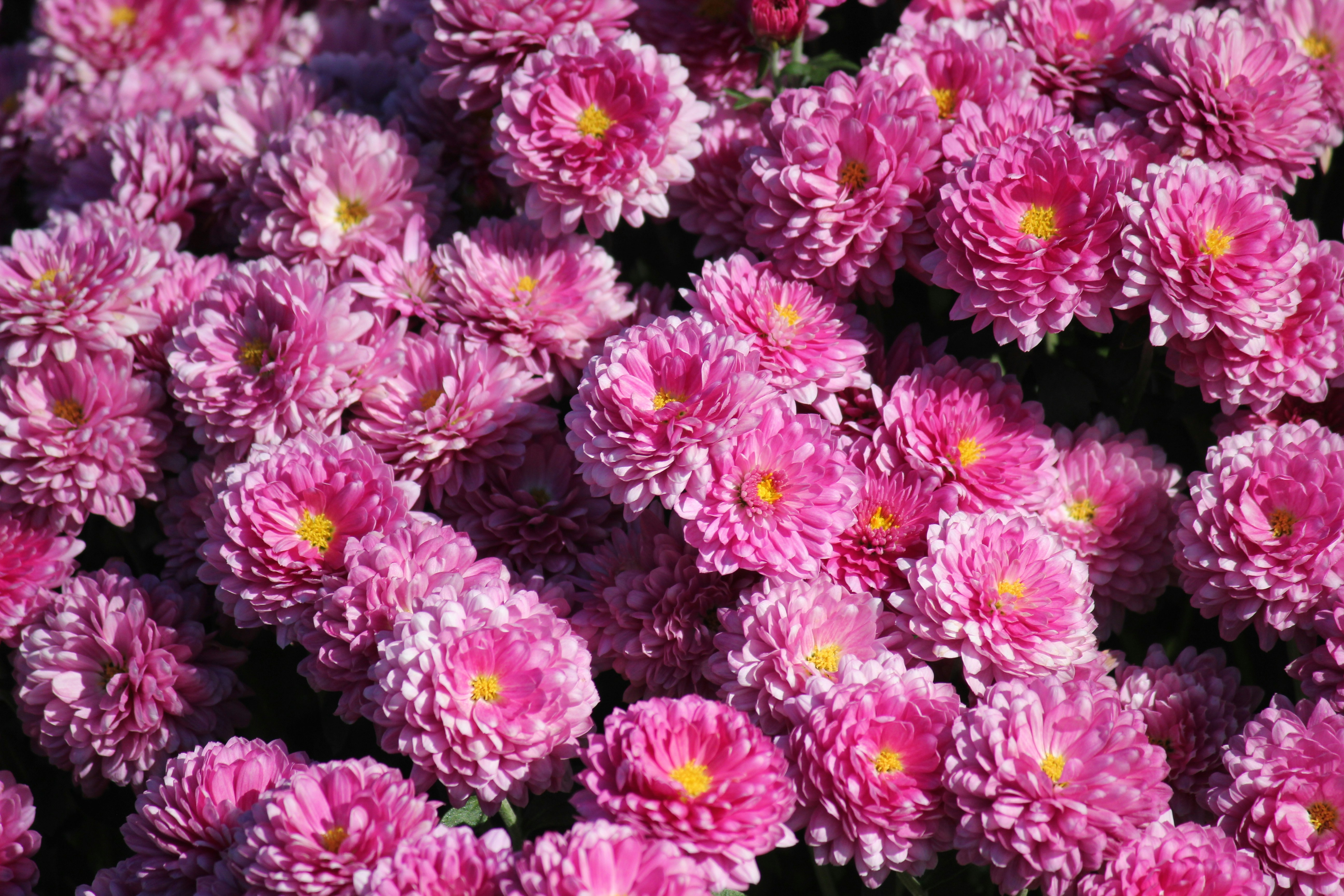 Photo by frolicsomefairy