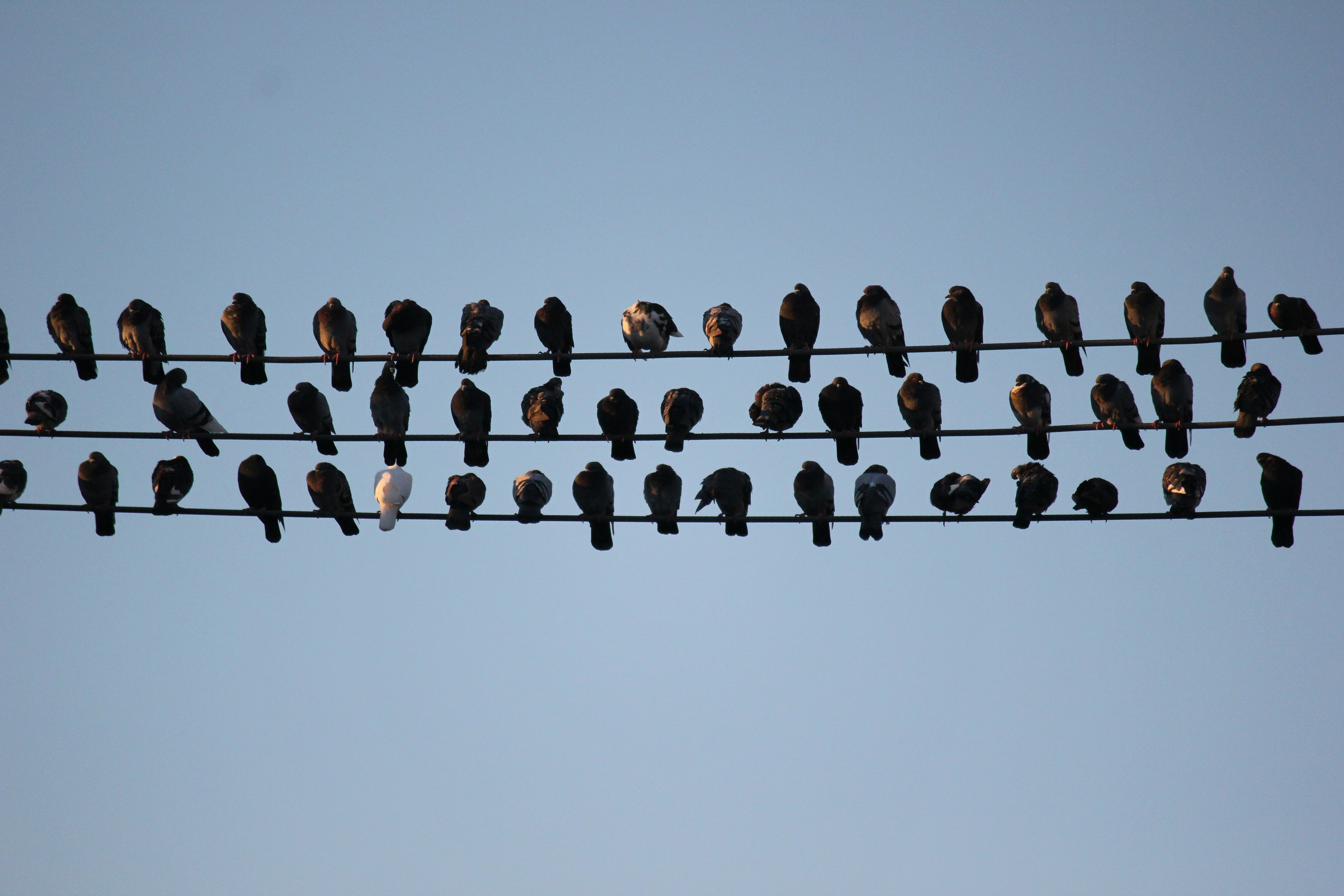 Photo by frolicsomefairy