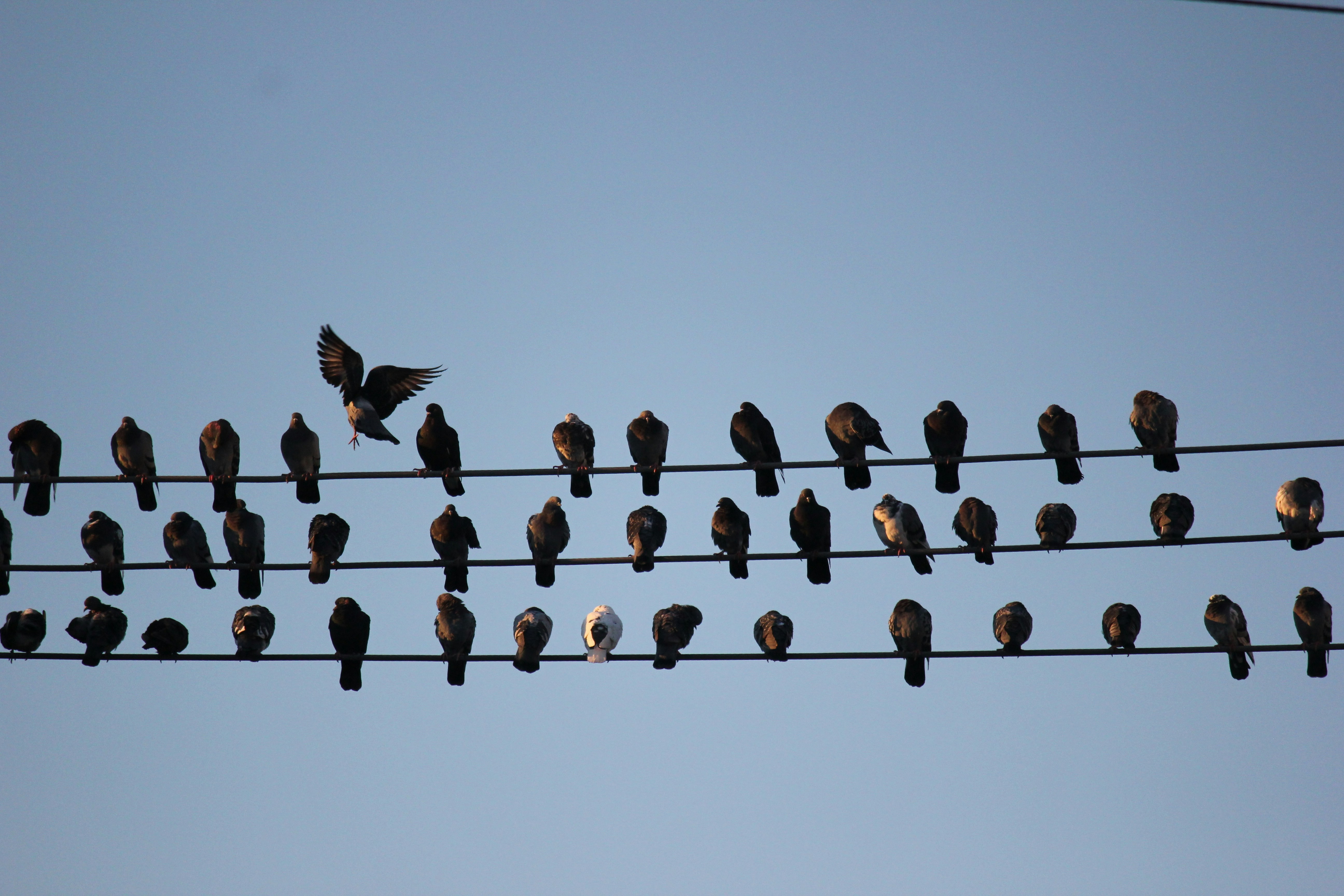 Photo by frolicsomefairy