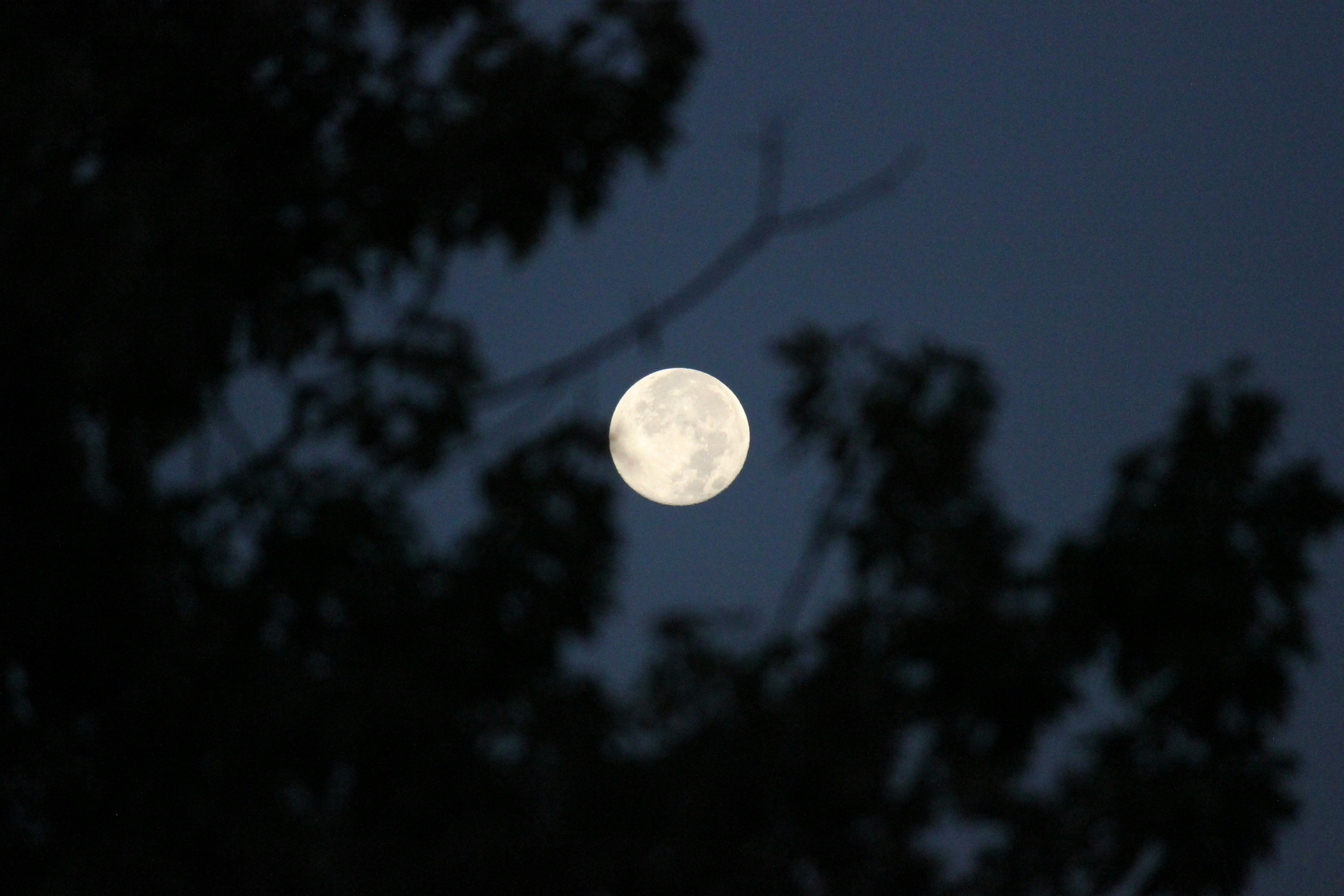 Photo by frolicsomefairy