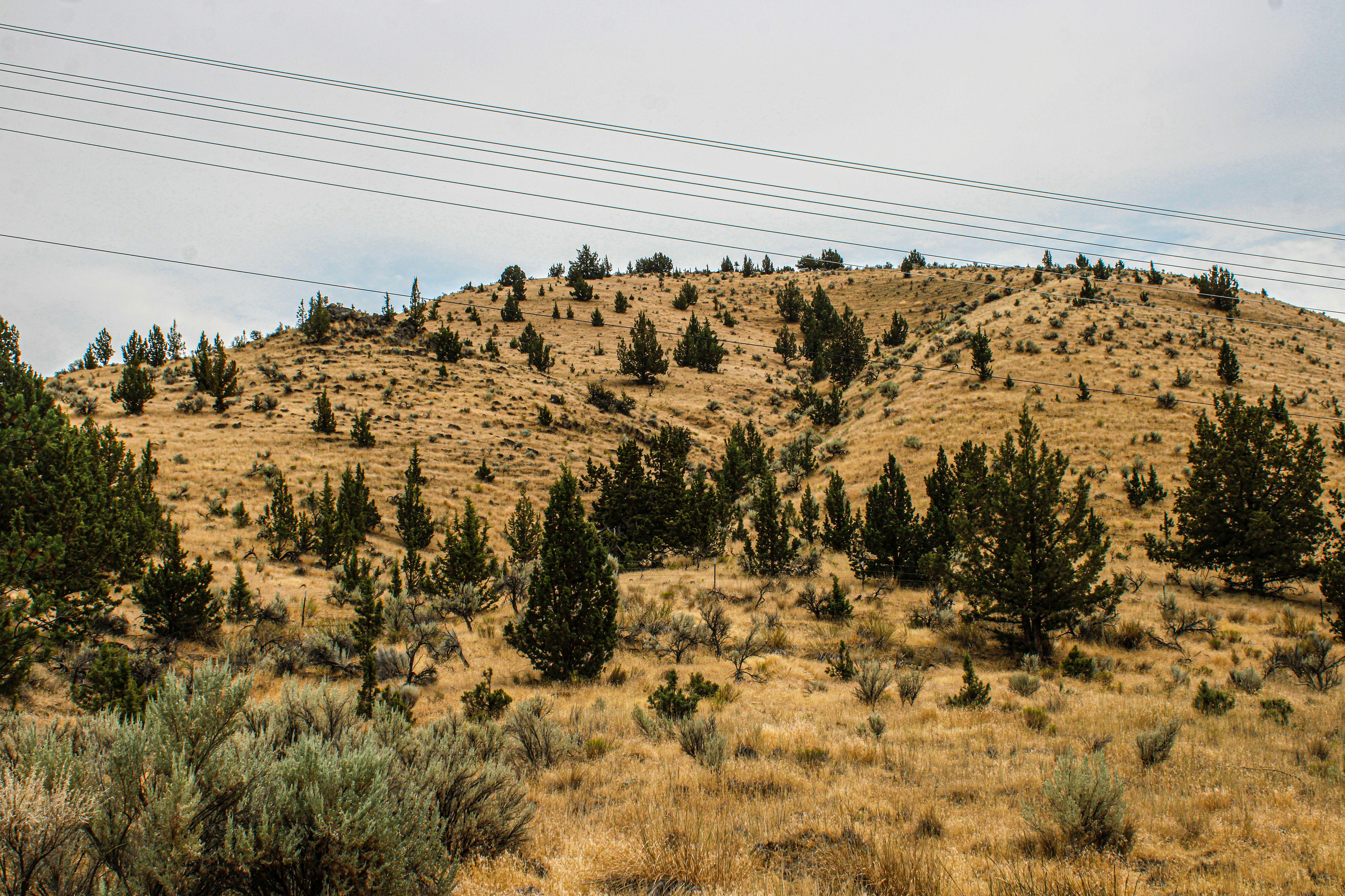 Oregon THCa Landscape Explained: laws, Limits and What buyers should Know