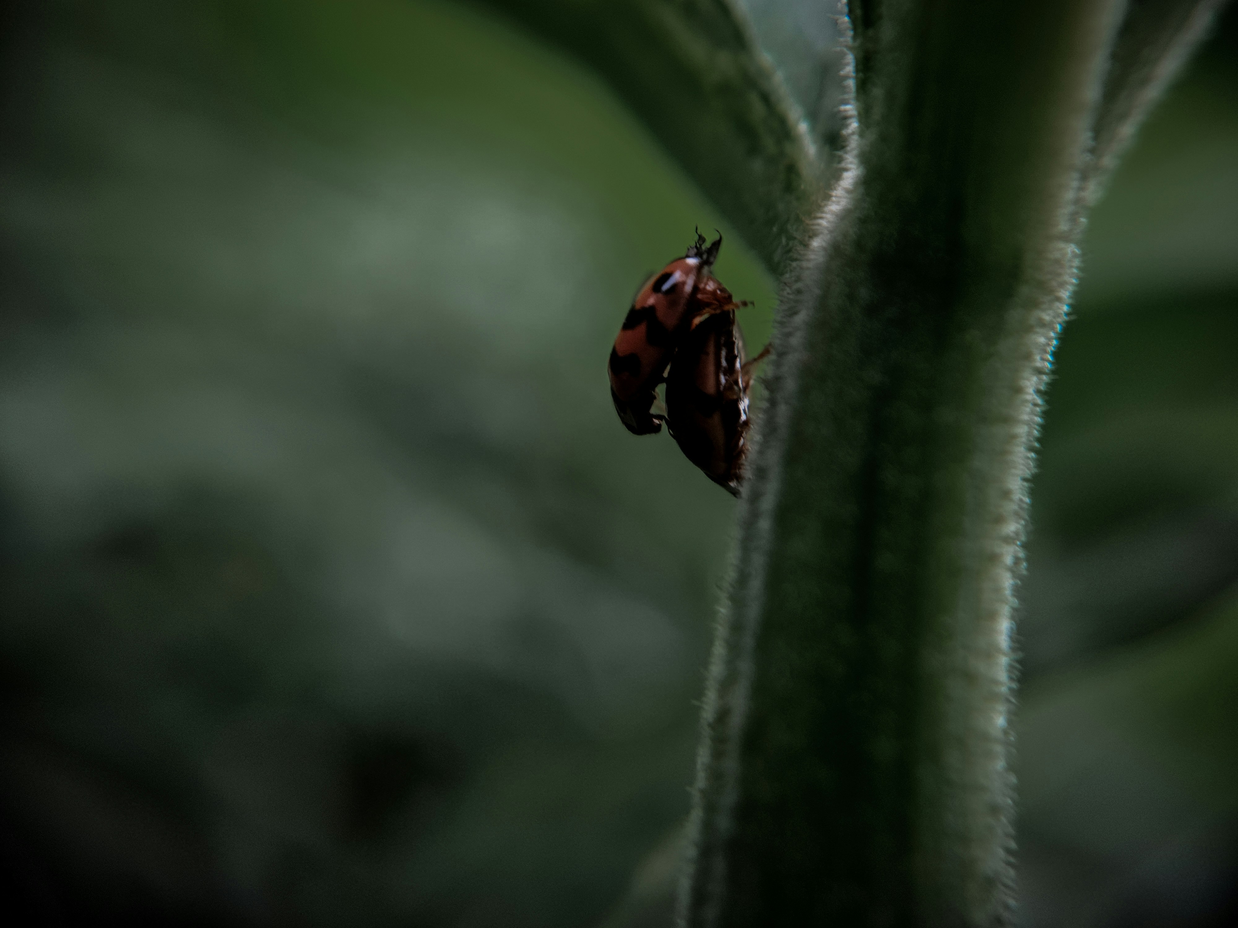 ladybug wallpaper aesthetic, wallpaper, Ladybug Crafts for Adults: Creative Ideas & Projects 6