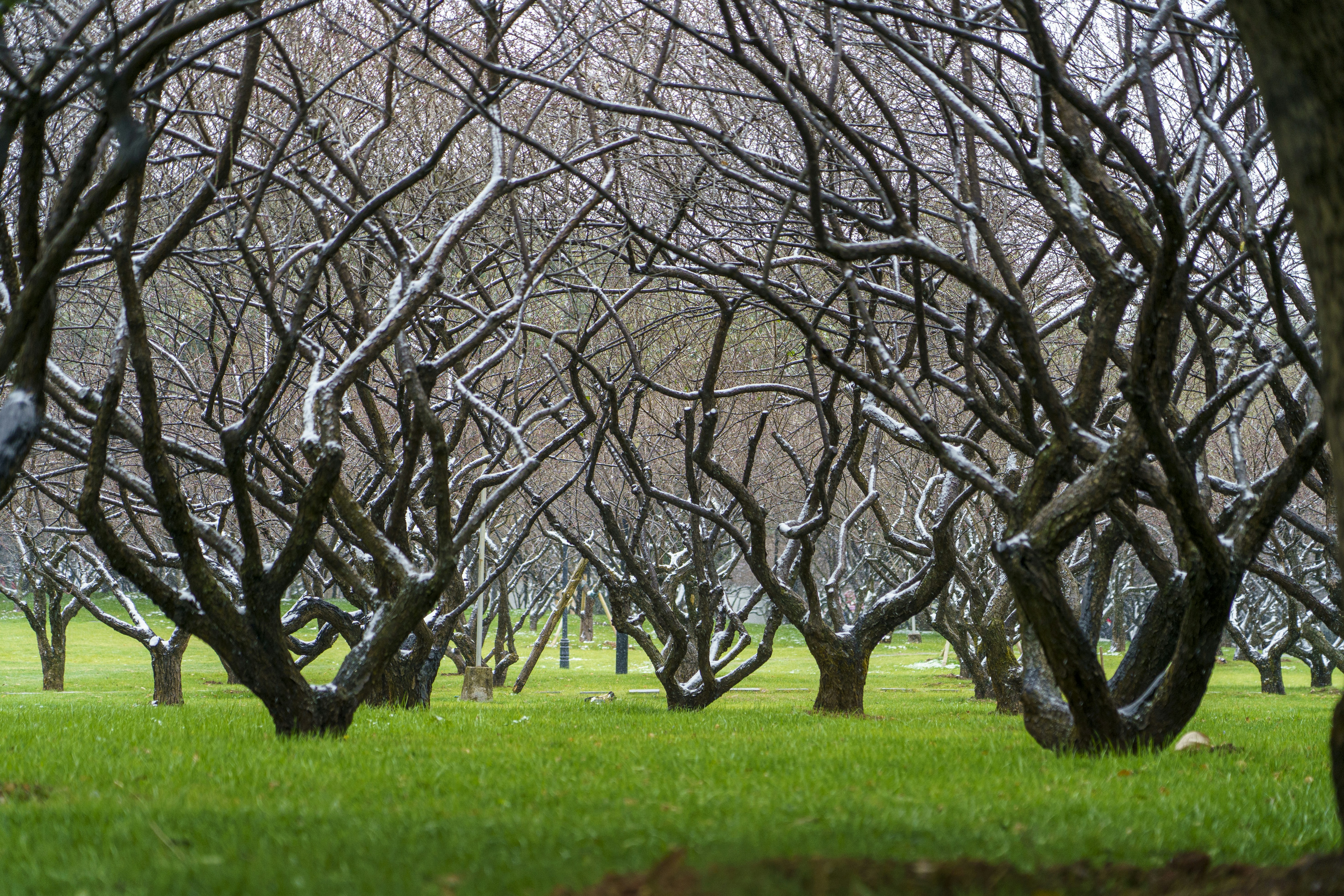 Un parc rempli de beaucoup d’arbres et d’herbe verte