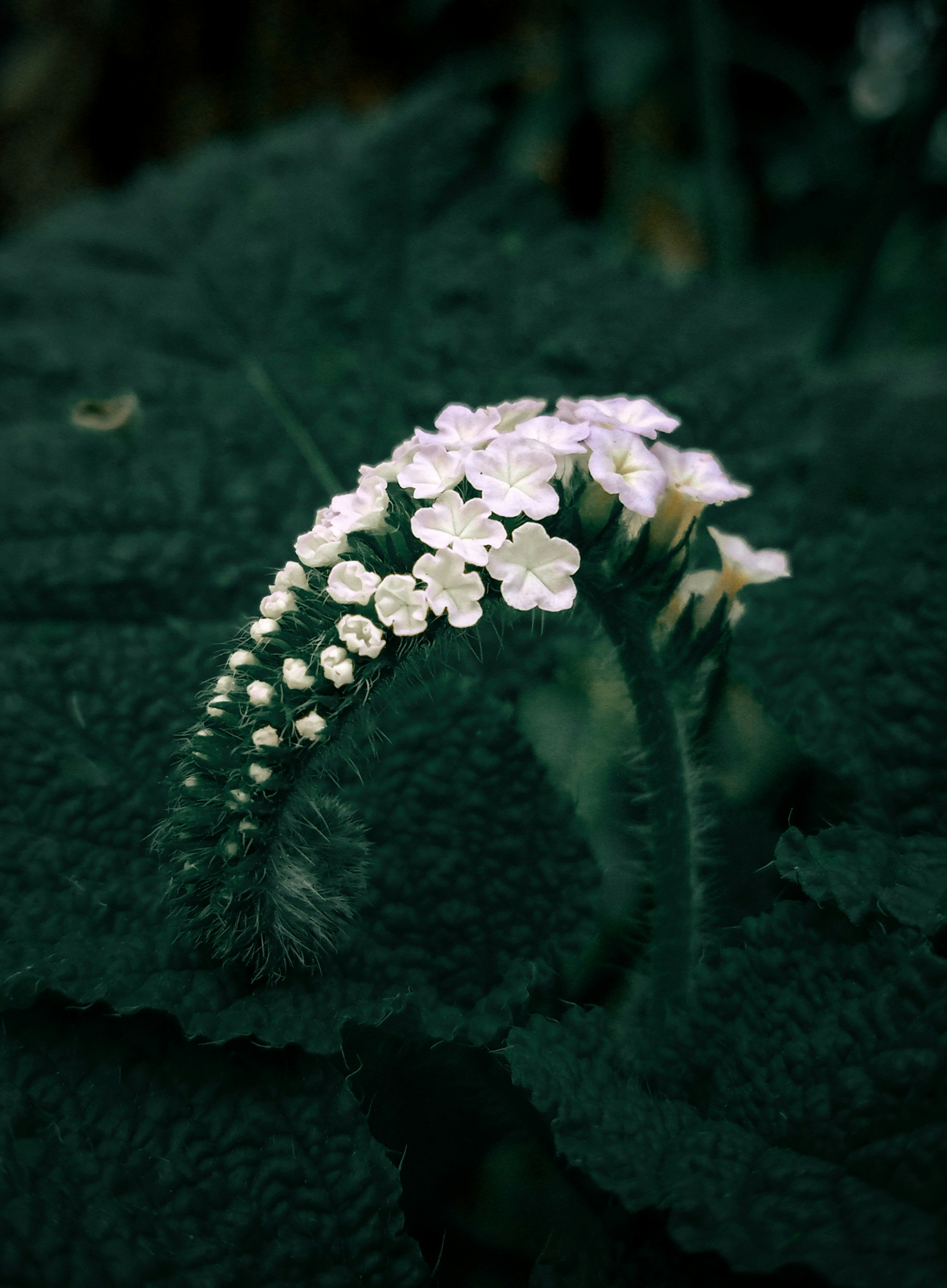 Photo by bellahmmustasim