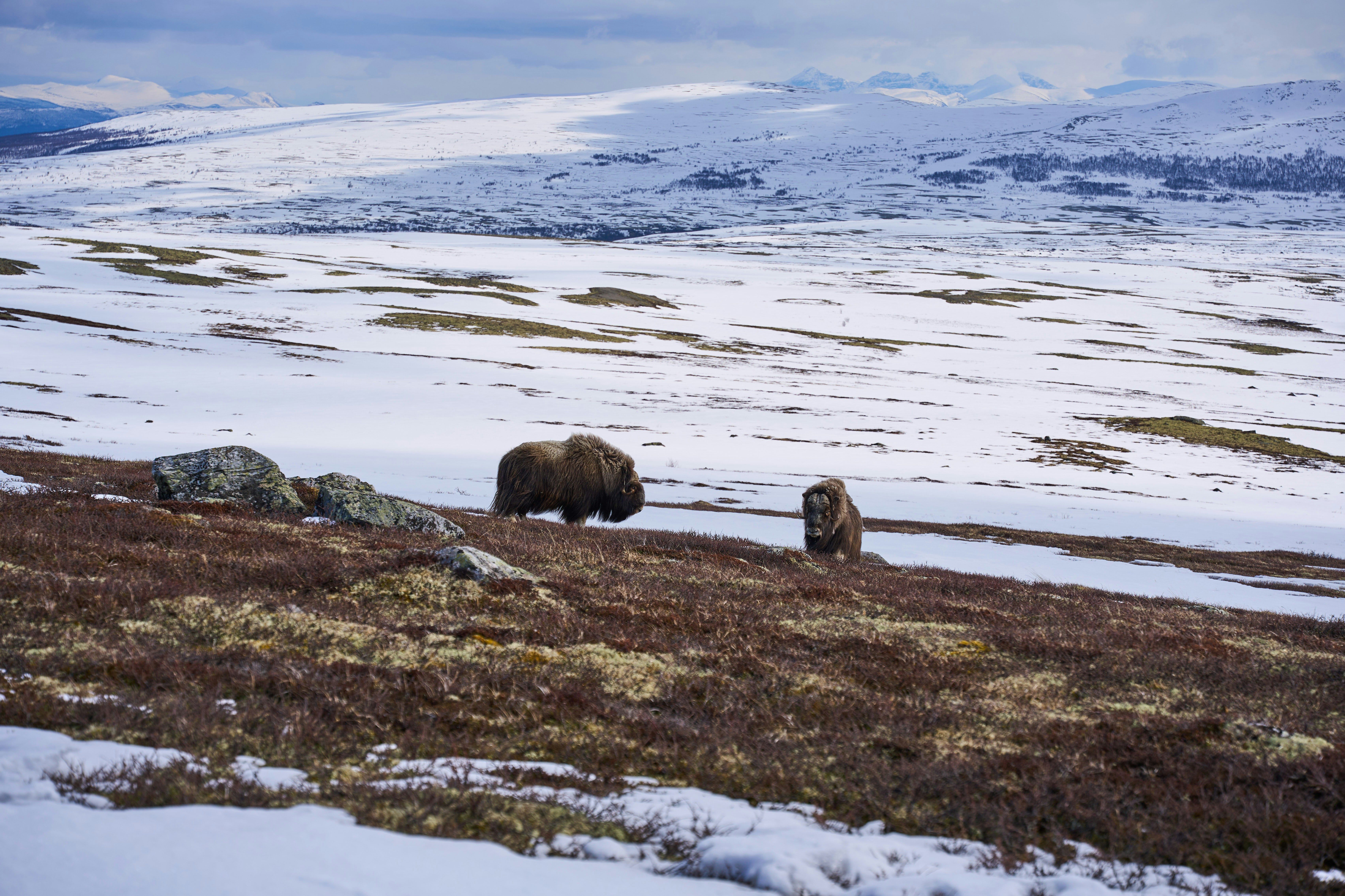 A couple of animals that are standing in the snow