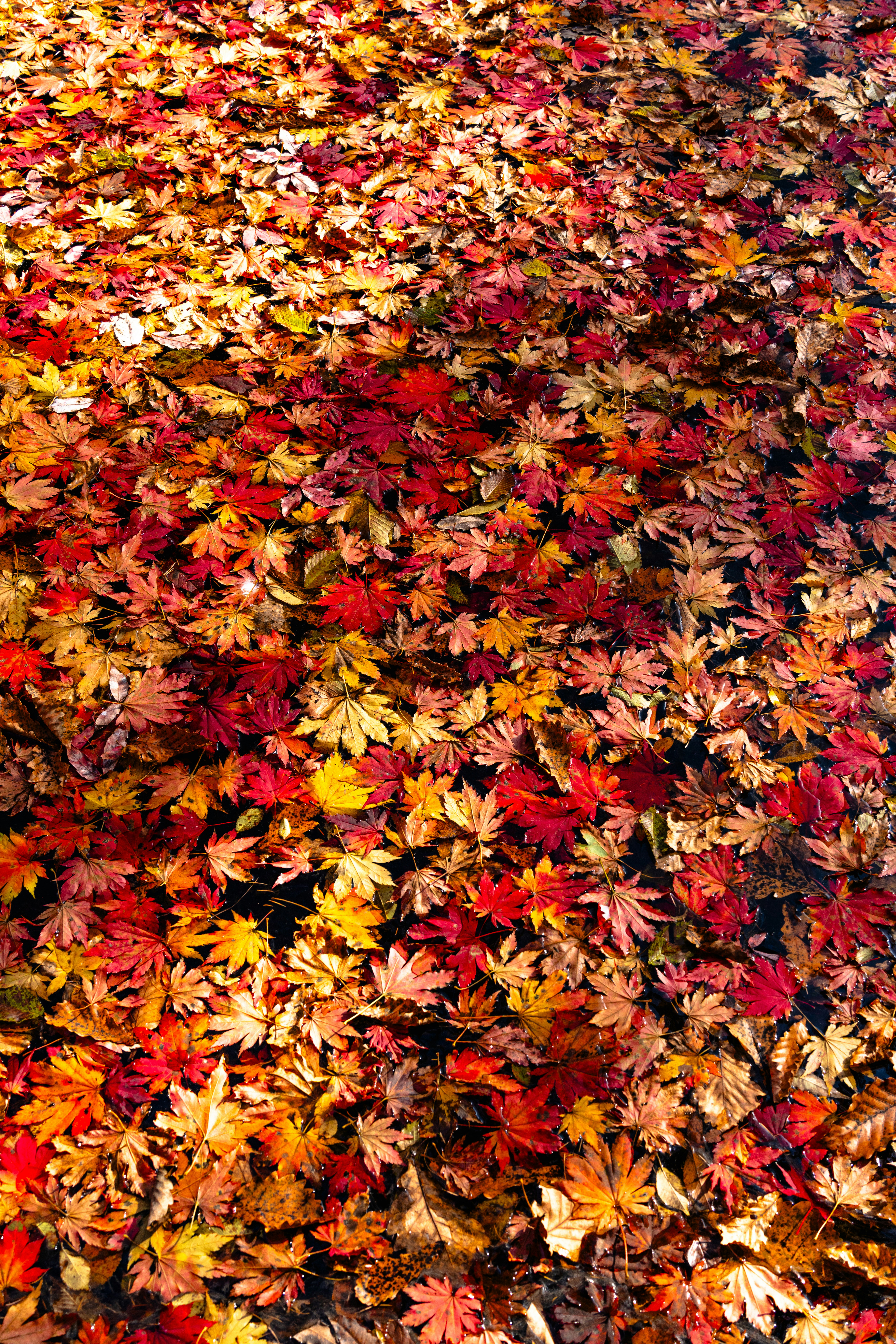 Photo by hattrick1996