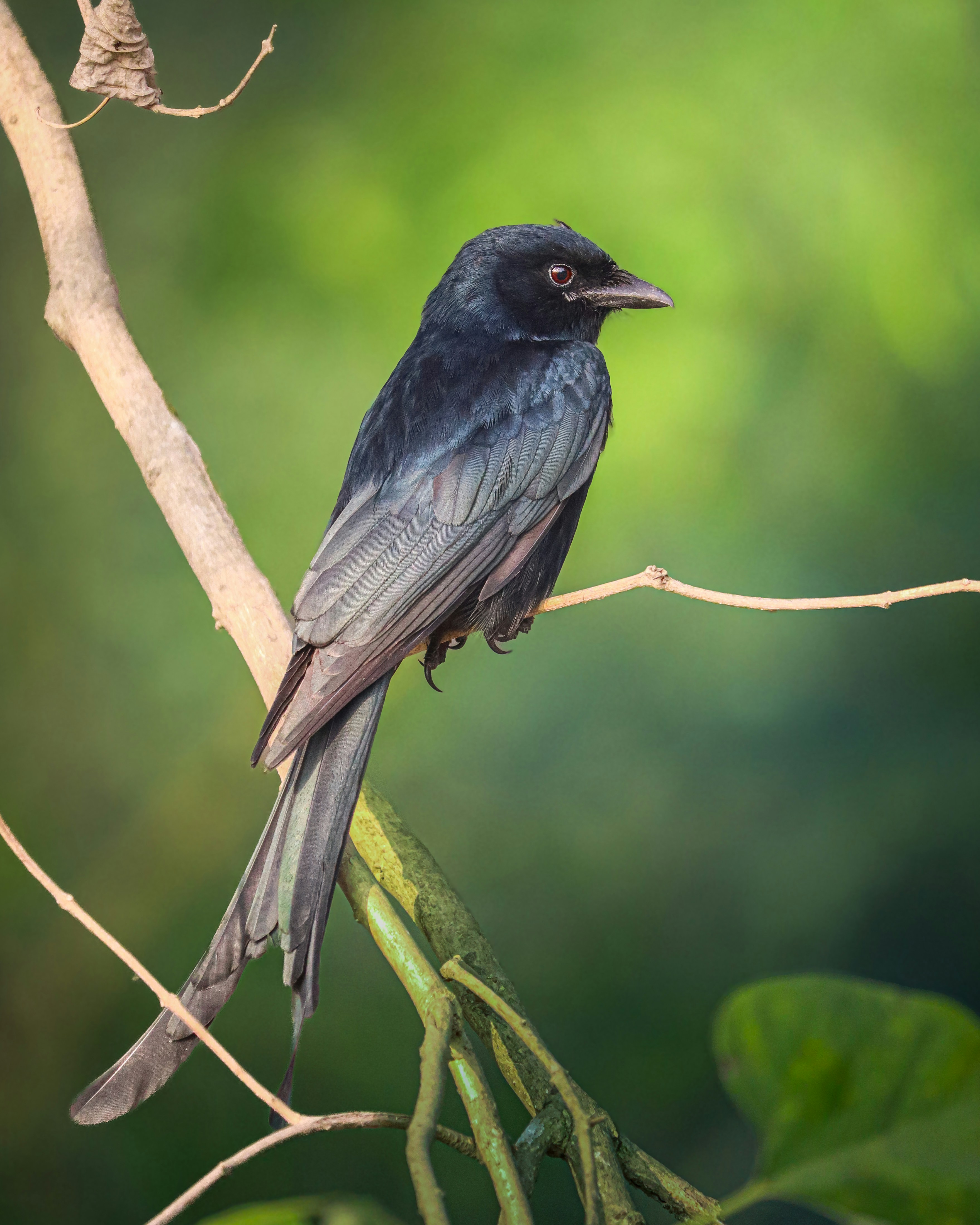 Photo by rohitsharma1785