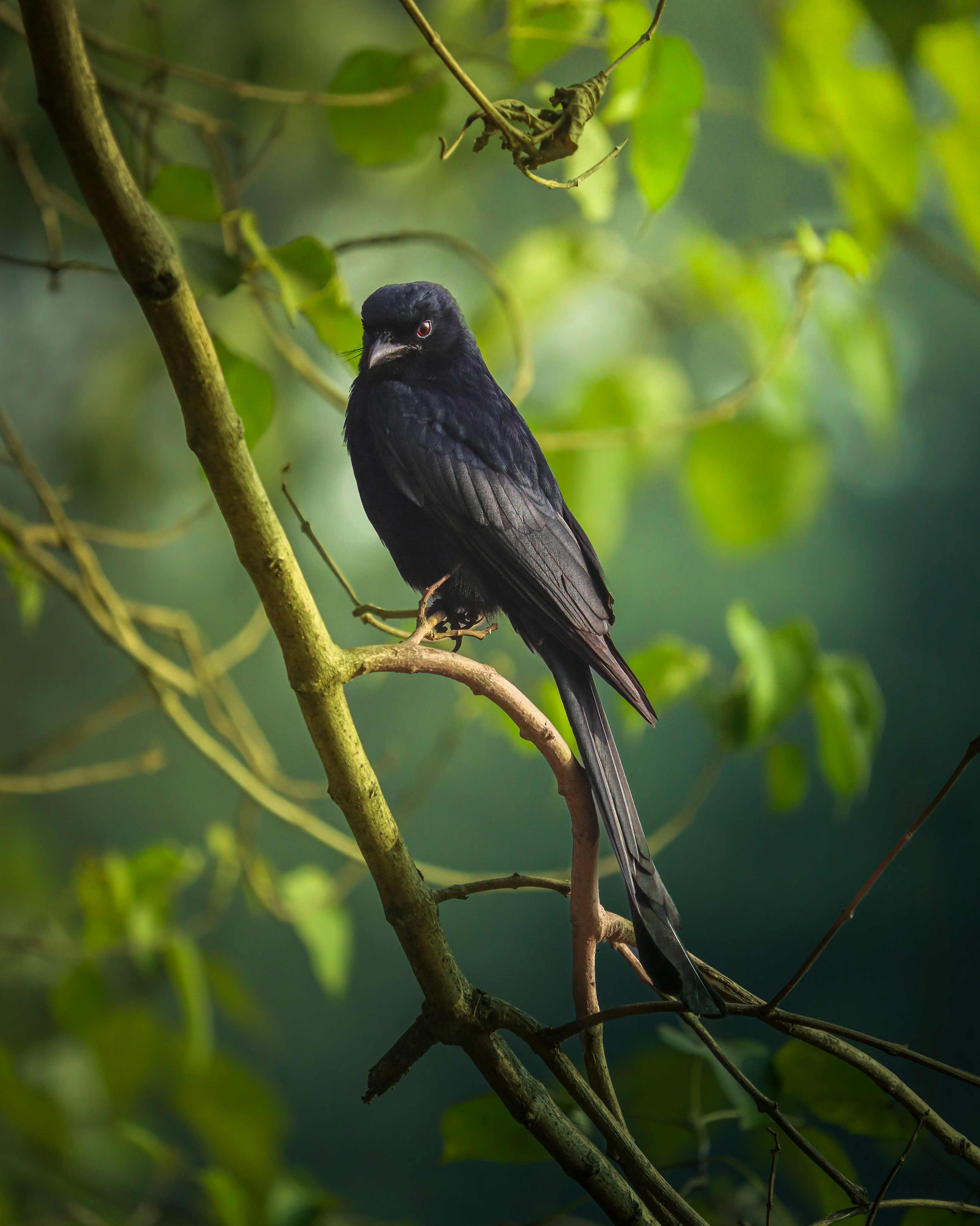 Photo by rohitsharma1785