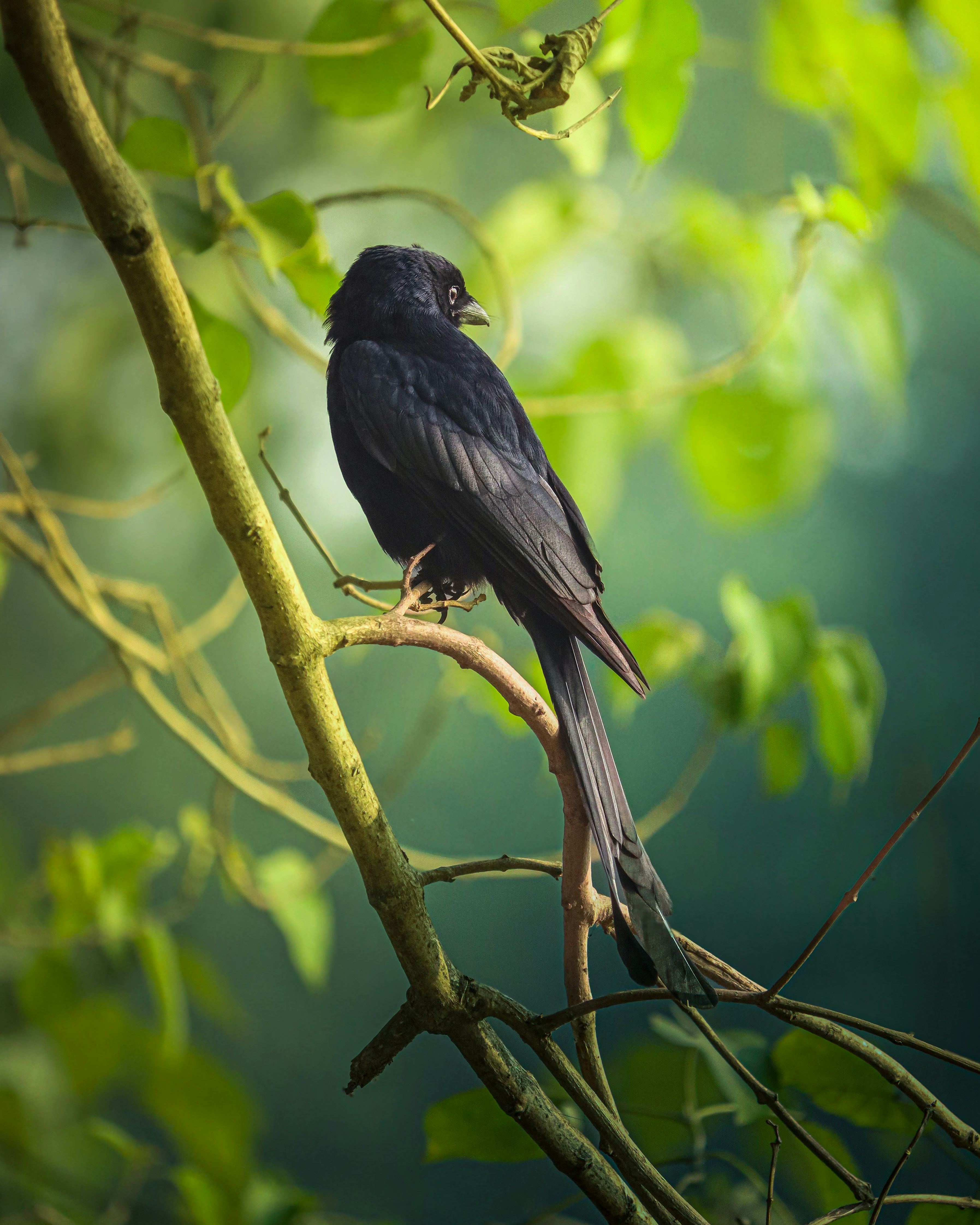 Photo by rohitsharma1785