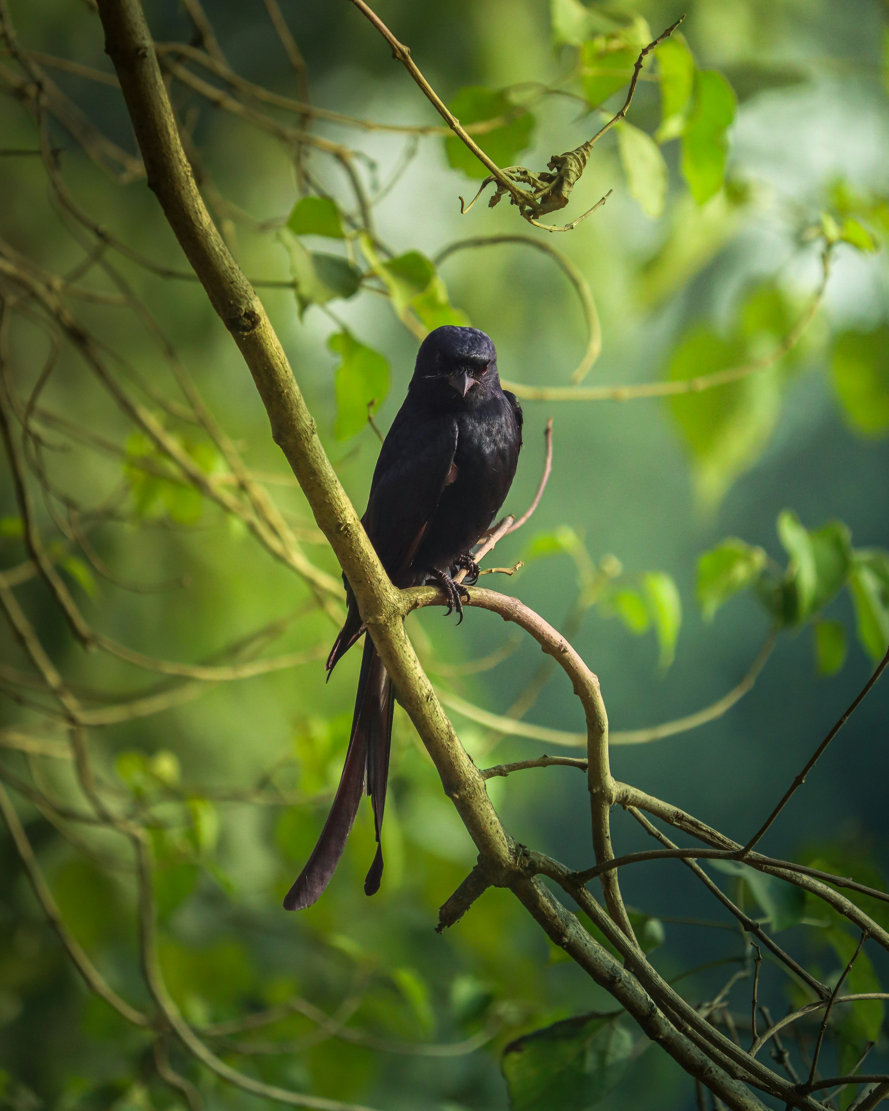 Photo by rohitsharma1785