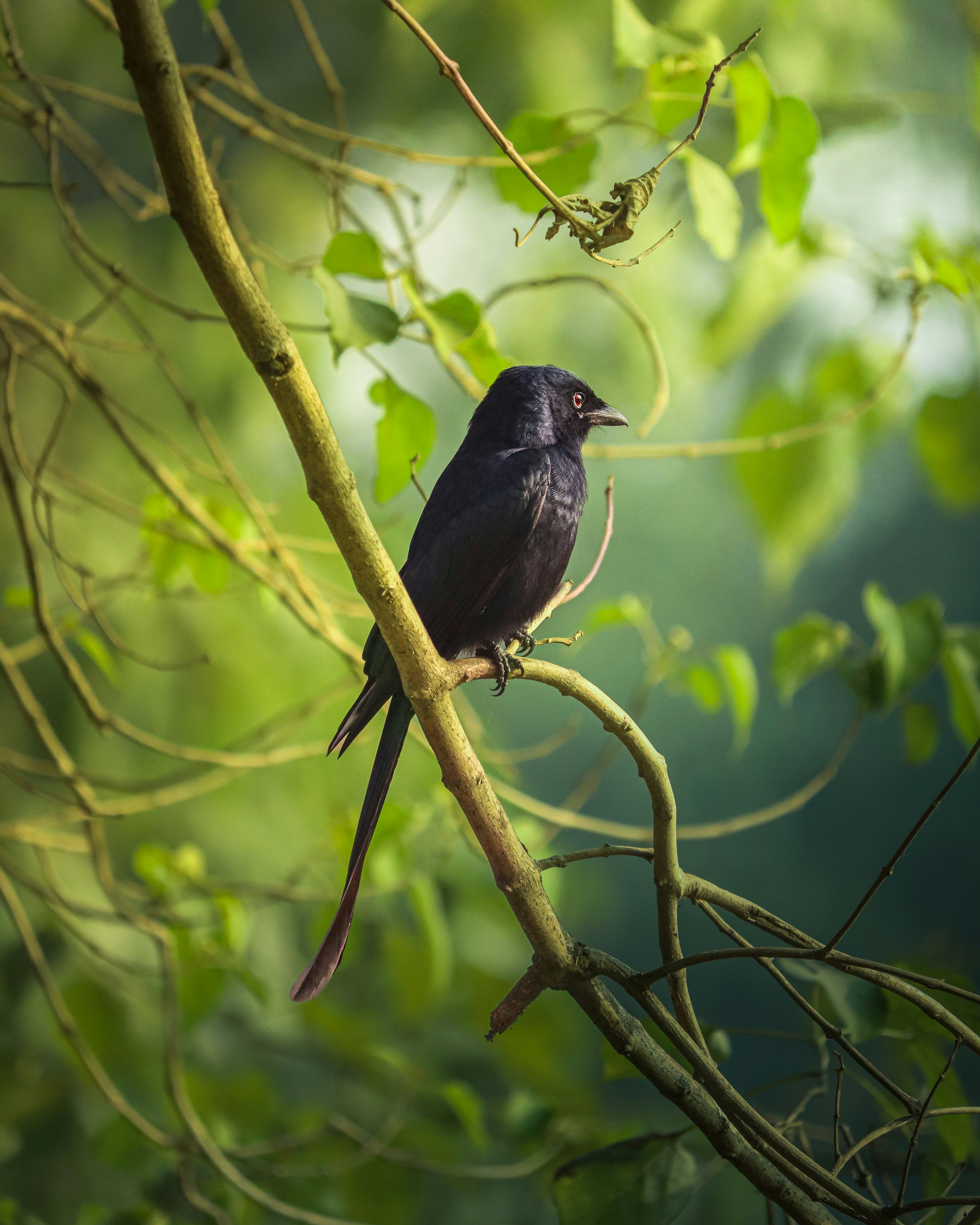 Photo by rohitsharma1785