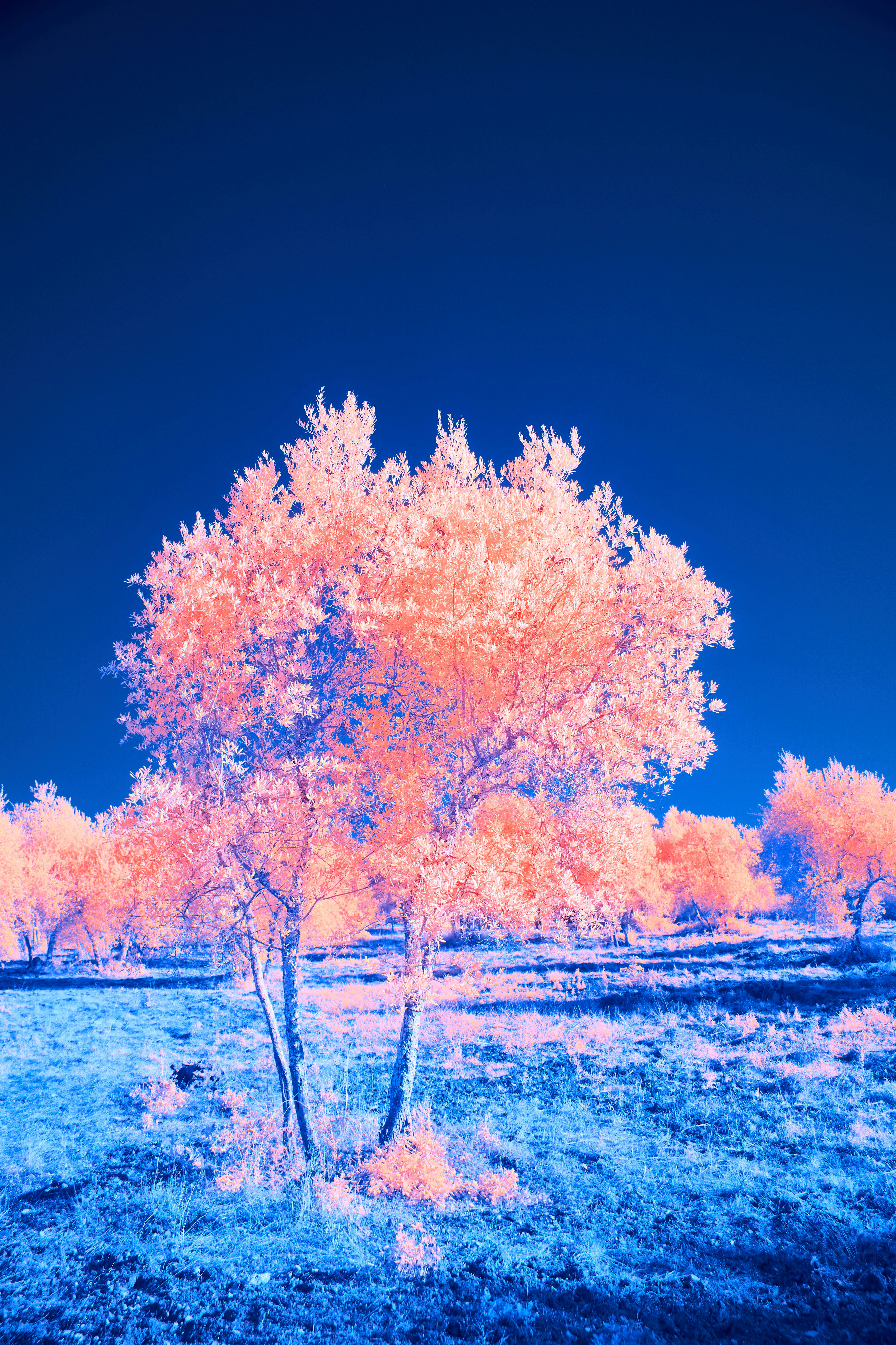 Photo by wolfgang_hasselmann