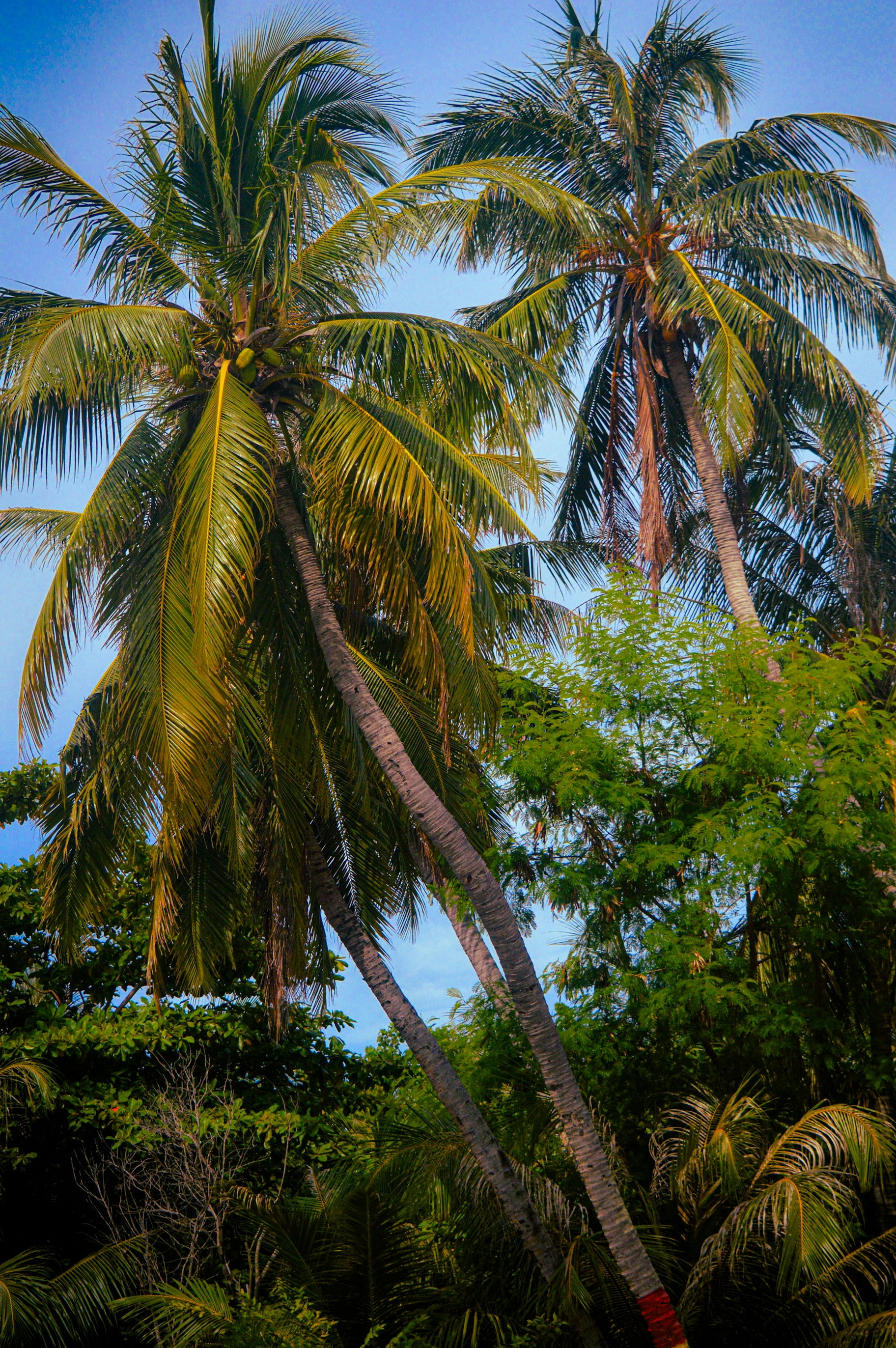 A couple of palm trees sitting next to each other
