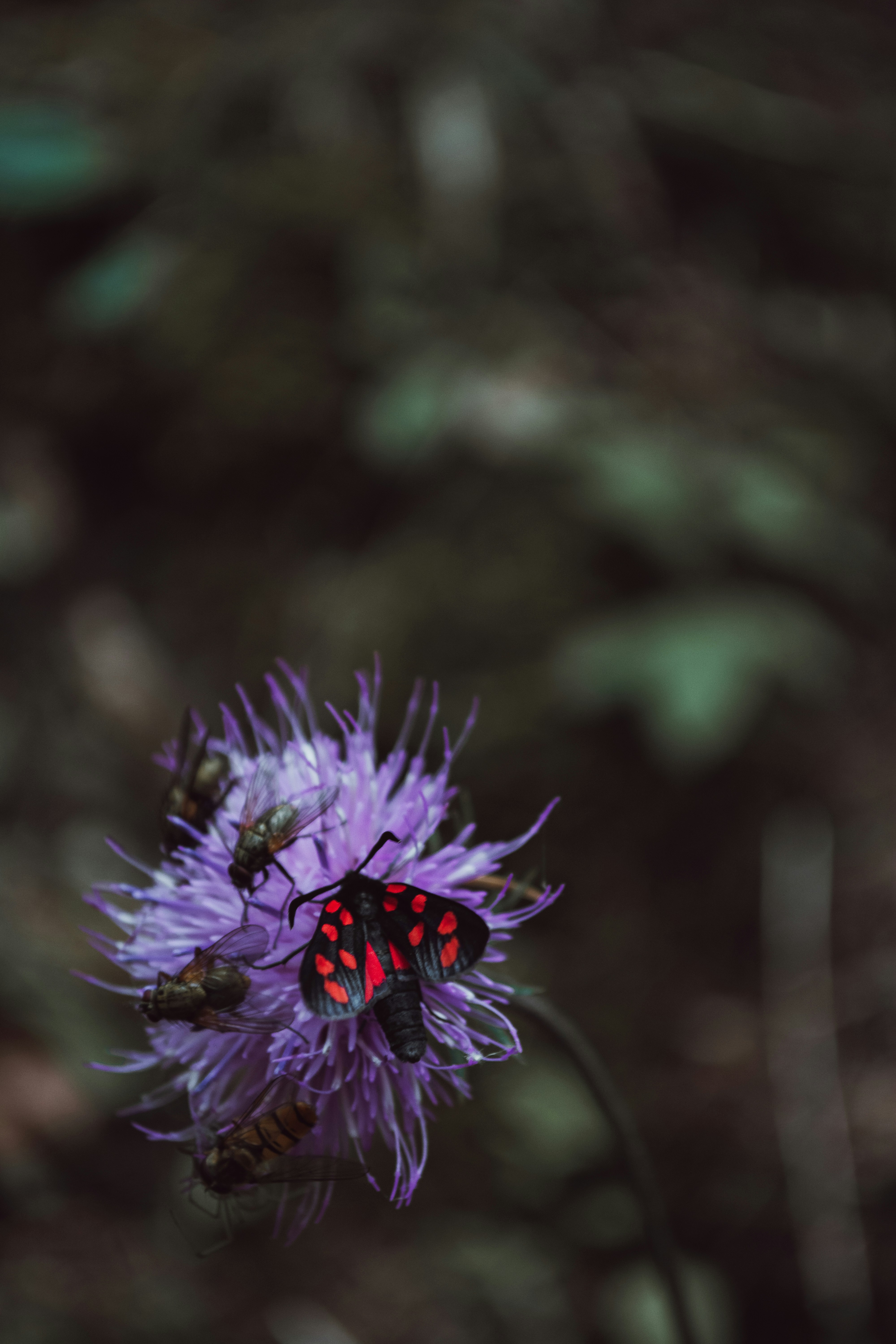 A close-up of a moth, identified as a Zygaena species (possibly a six-spot burnet), perched on a purple thistle flower surrounded by other insects. The moth has distinct black wings with red spots, contrasting against the vibrant flower.