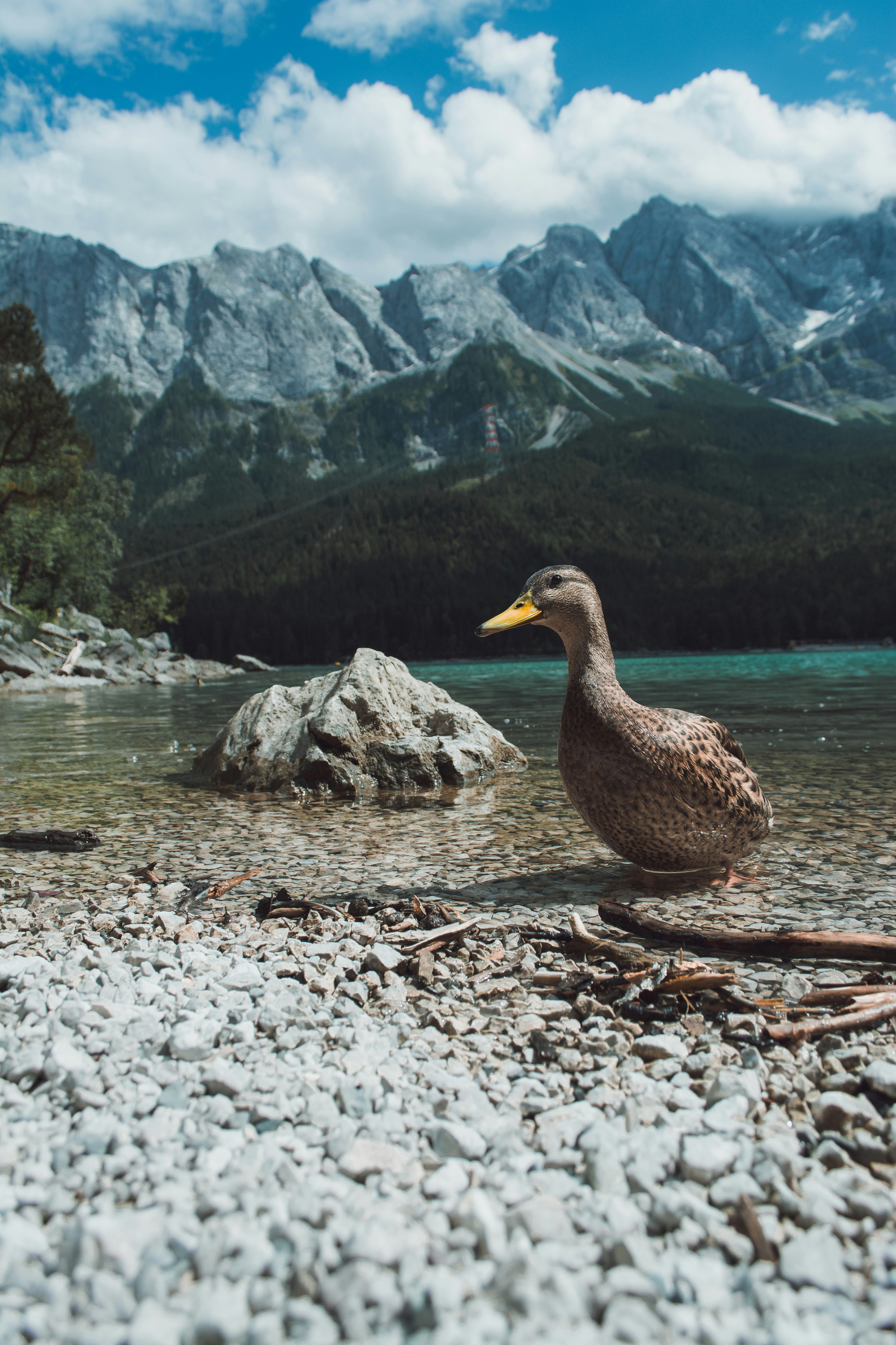 A duck stands on the rocky shoreline of a calm mountain lake, with a backdrop of forested hills and towering mountain peaks. The duck's brown plumage contrasts with the clear water, while the distant mountains and serene lake create a peaceful natural scene. The image captures a moment of wildlife in a picturesque alpine setting.