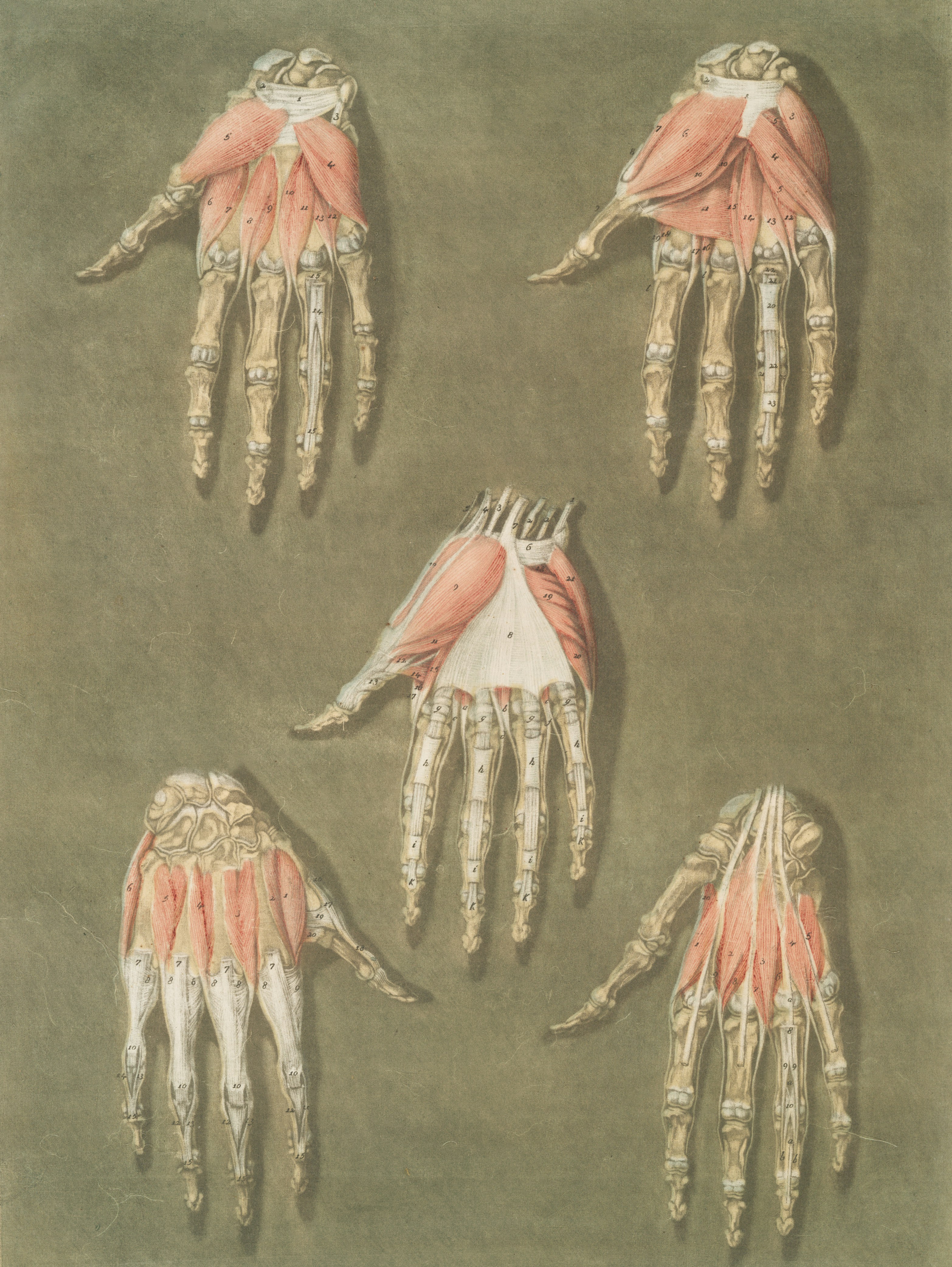 Five anatomical illustrations of human hands and muscles.