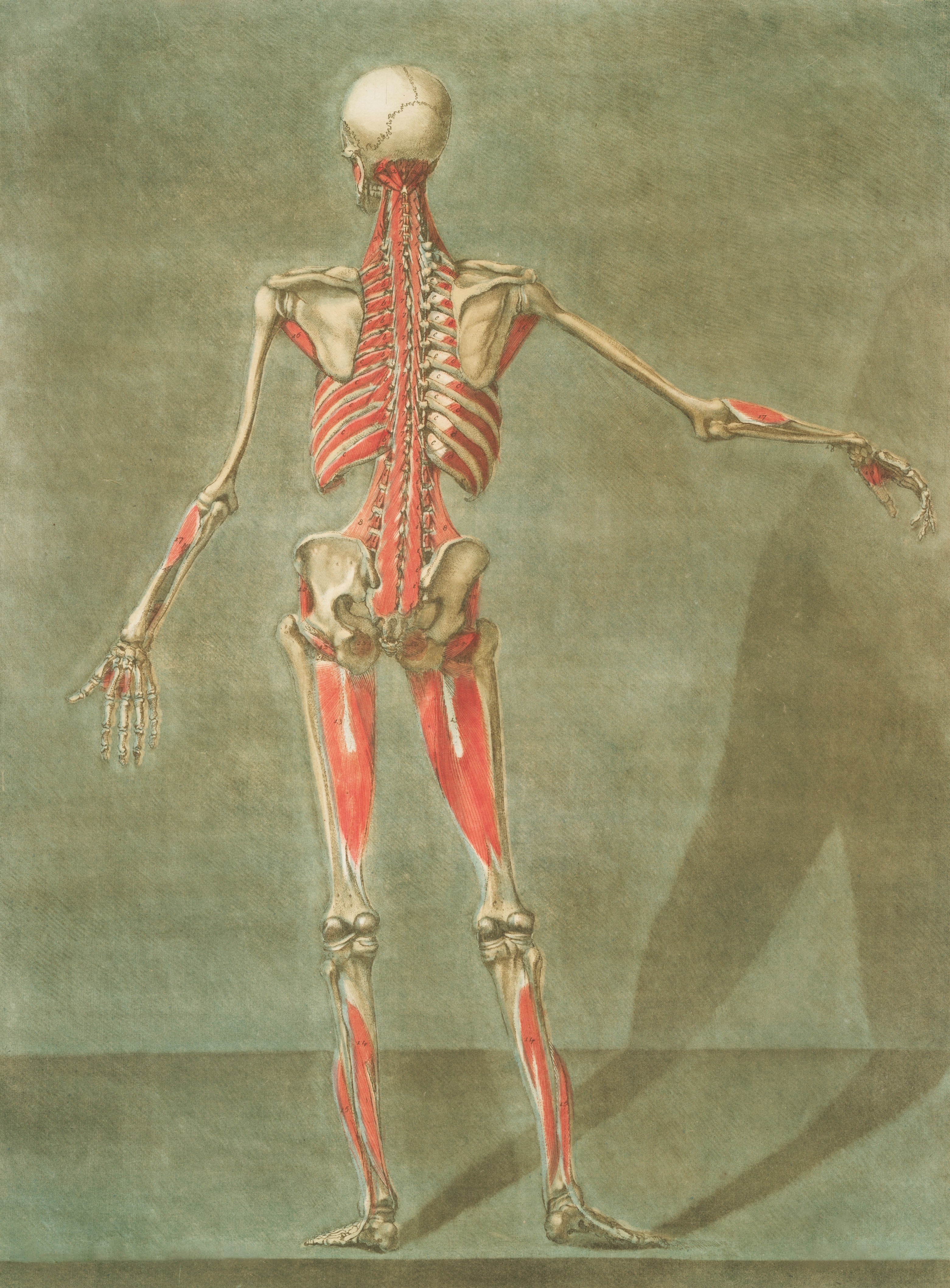 Posterior view of human muscular and skeletal system.