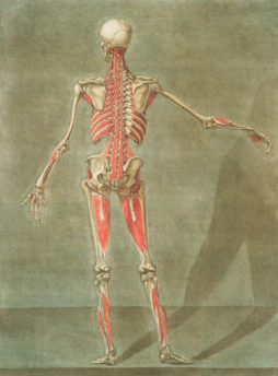 Posterior view of human muscular and skeletal system