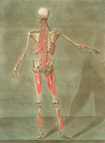 Posterior view of human muscular and skeletal system