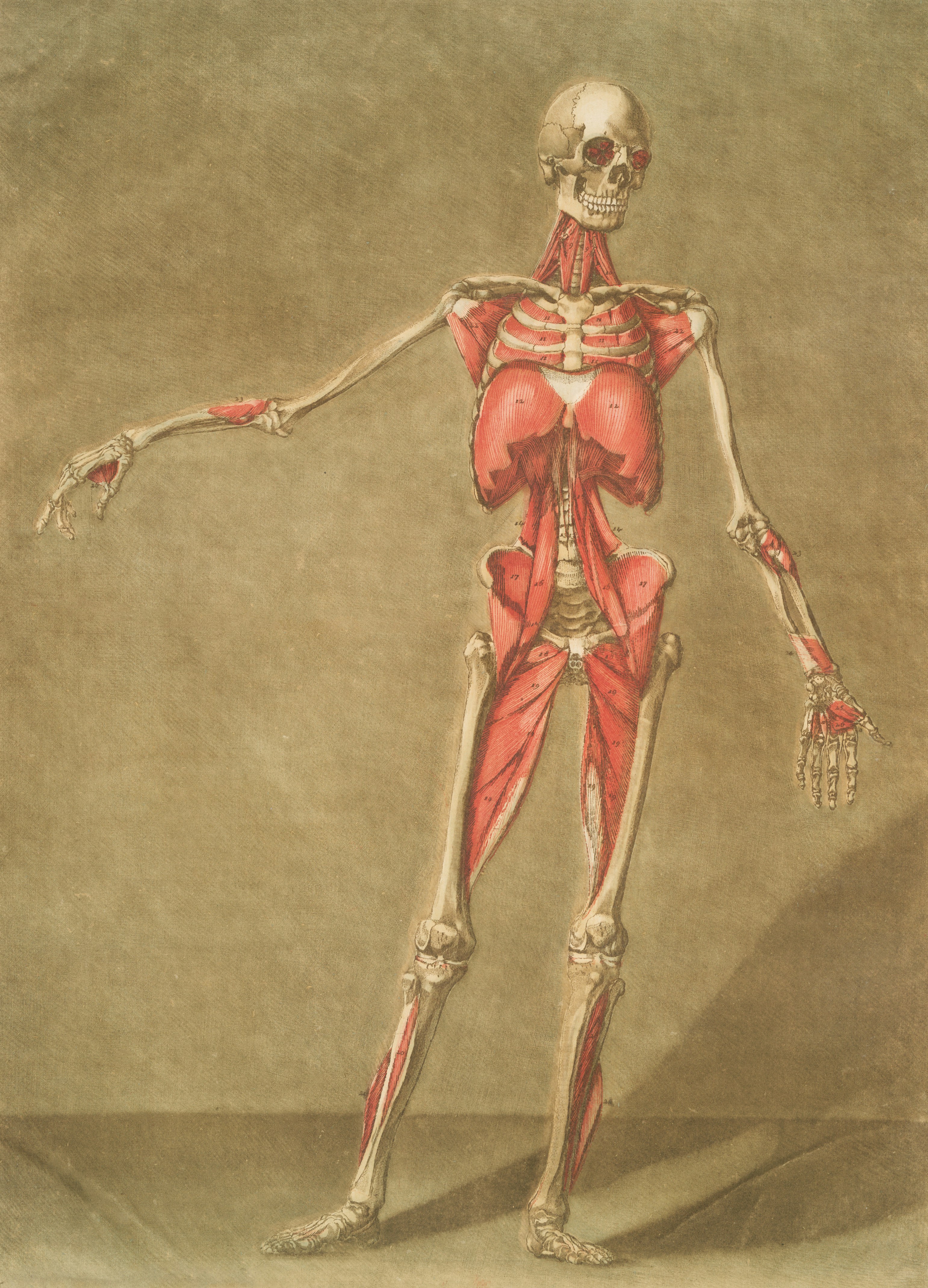 Makat çatlağı anatomisi