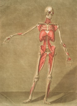 skeletal model, with muscles