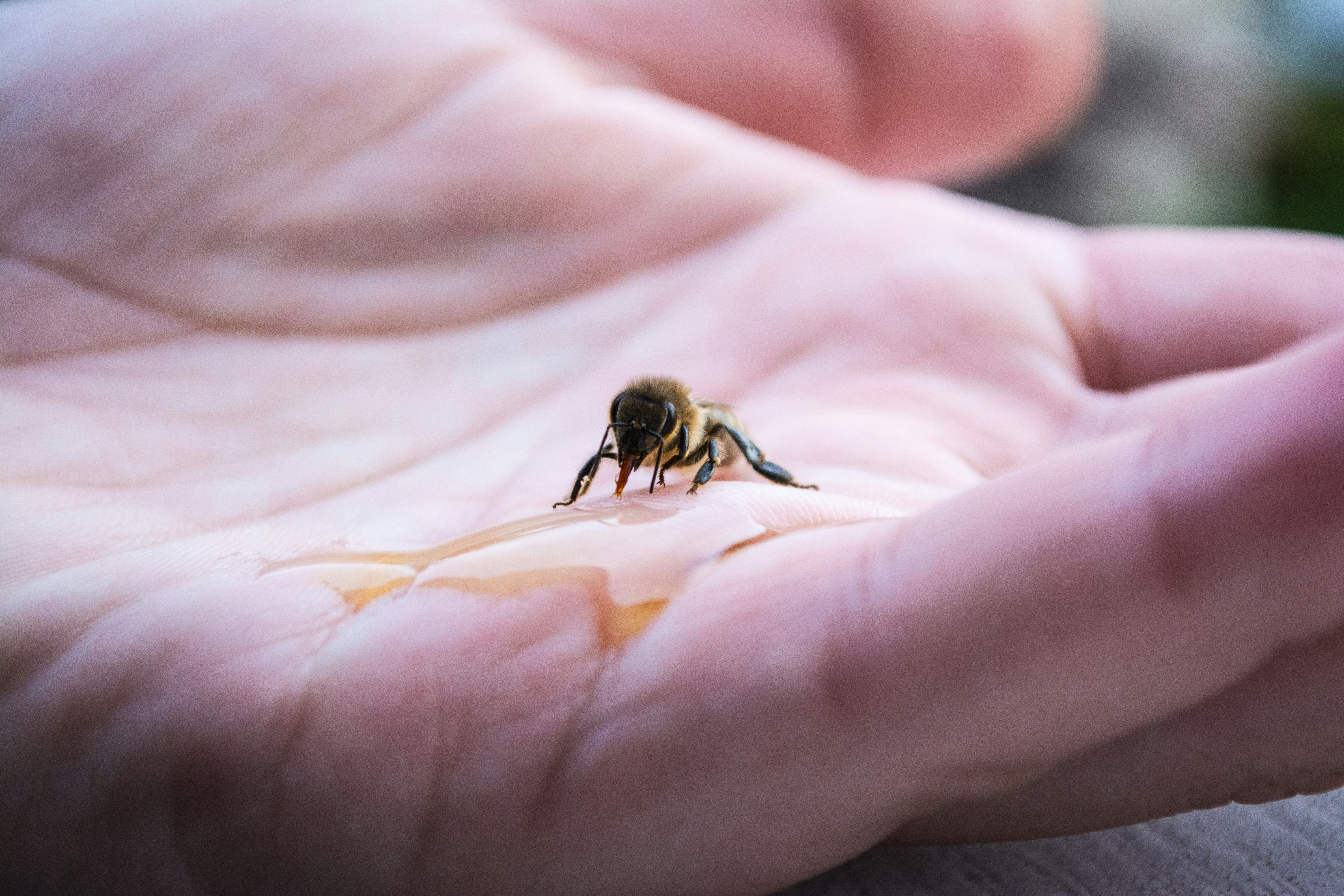 A close-up image of a honeybee resting on a person's open palm, sipping honey. The bee’s delicate features, including its wings and legs, are in sharp focus, while the soft contours of the hand create a gentle backdrop. The image captures the interaction between human and nature, highlighting the bee’s role as a pollinator and its vulnerability.